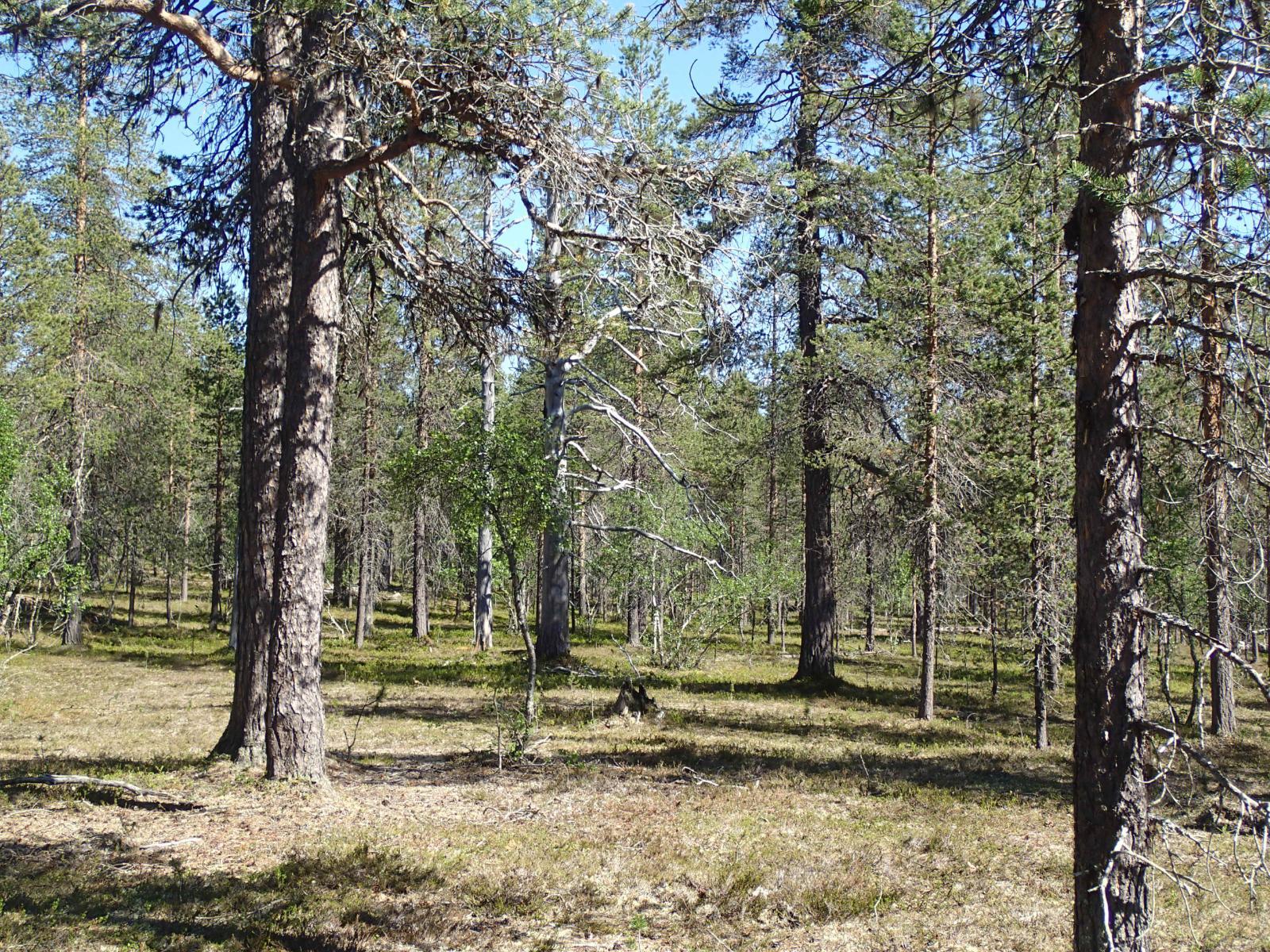 Aurinko paistaa kuivalle mäntykankaalle. Puiden lomassa on kaksi paksua keloa.