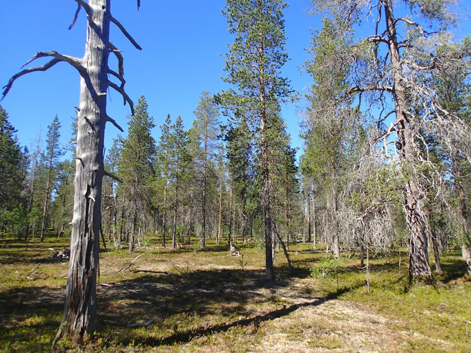 Aurinko paistaa avaralle mäntykankaalle, jolla kasvaa myös koivuja. Etuvasemmalla on paksu kelo.