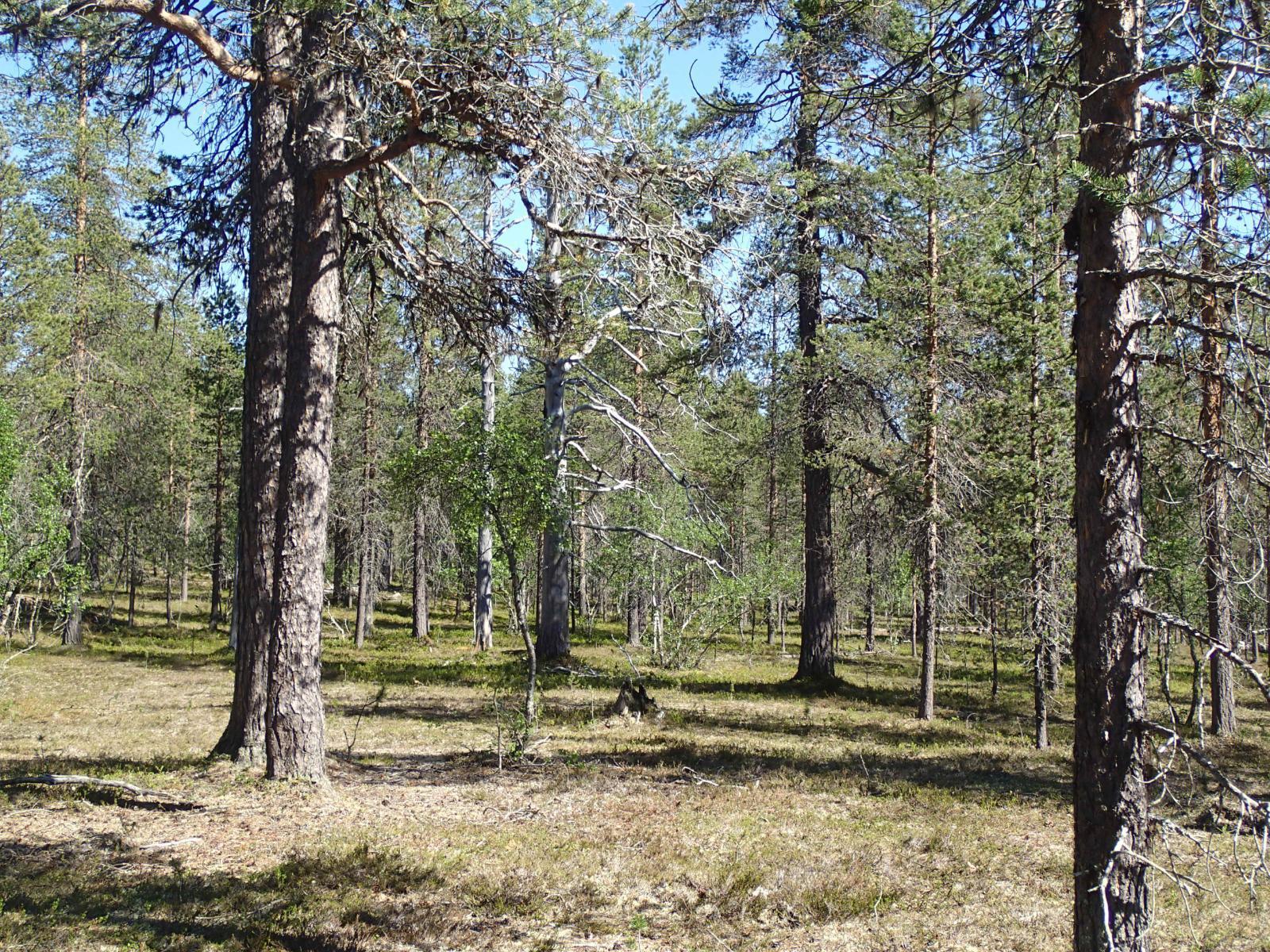 Aurinko paistaa kuivalle mäntykankaalle, jolla kasvaa myös koivuja. Keskellä on kaksi paksua keloa.