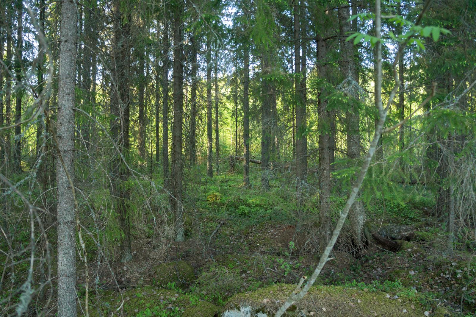 Tontilla kasvavaa kuusivaltaista puustoa. Maassa on sammaloituneita kiviä.