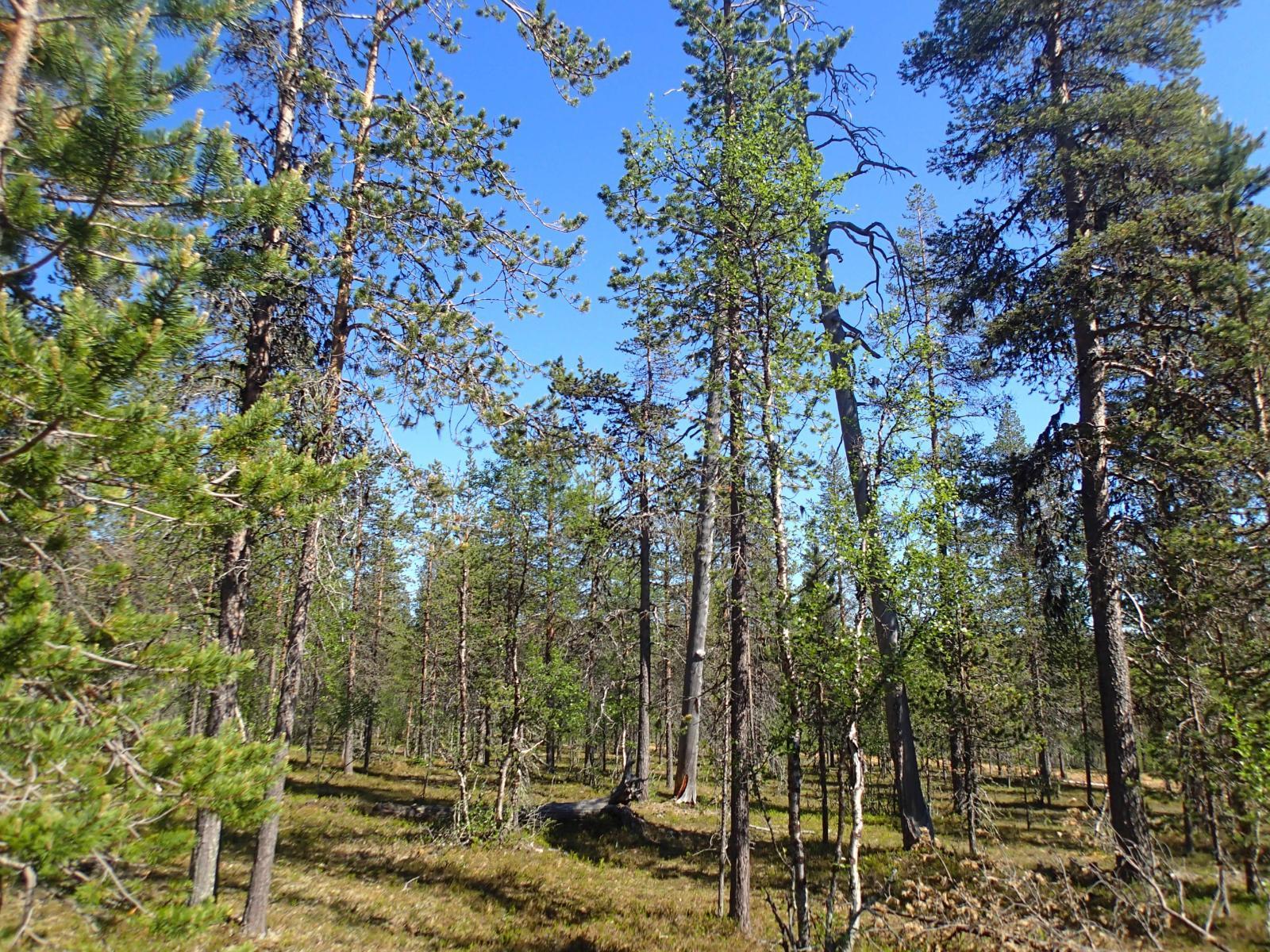 Aurinko paistaa mäntykankaalle, jolla kasvaa myös koivuja.