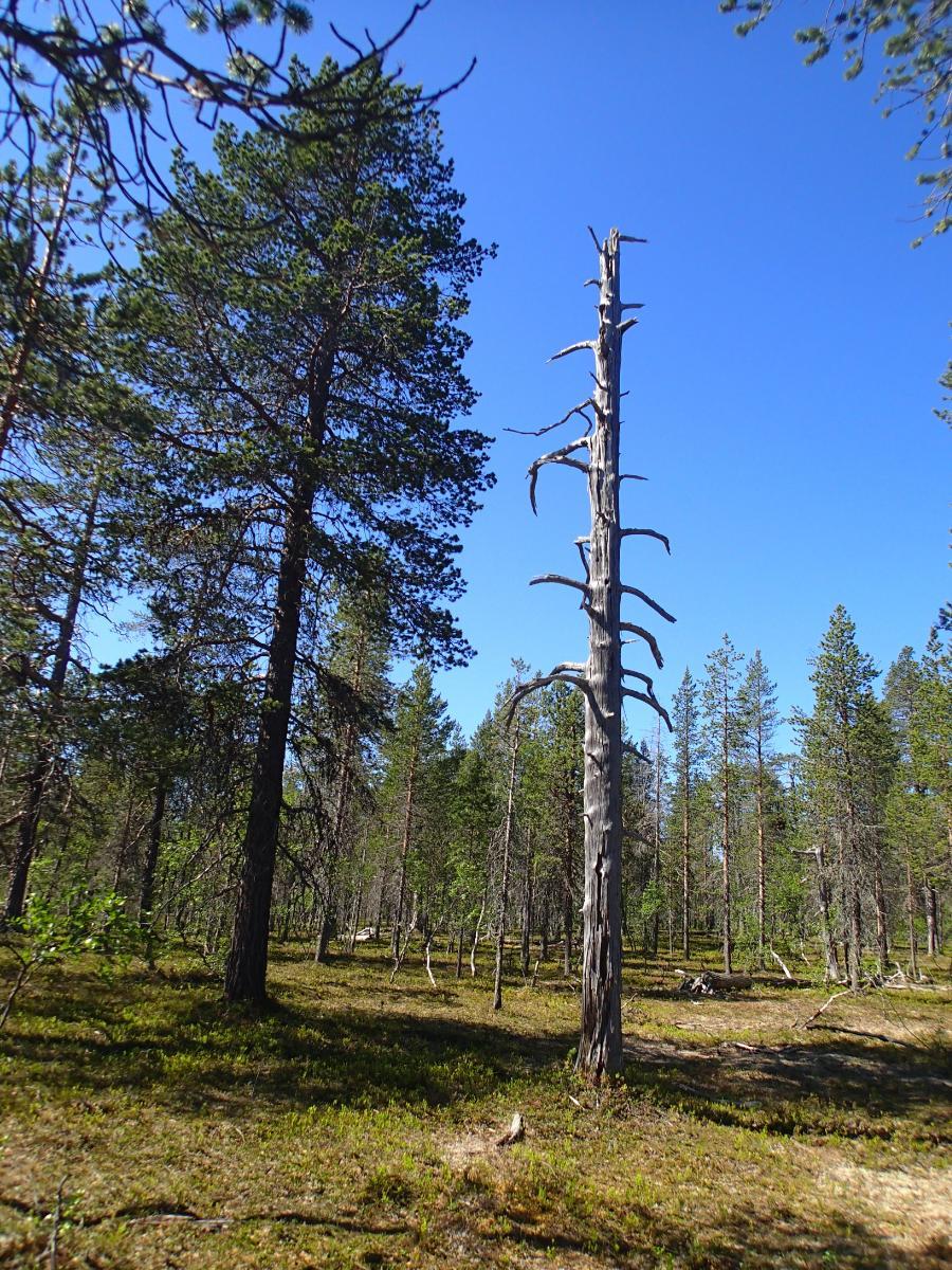 Aurinko paistaa kuivalle mäntykankaalle, jolla kasvaa myös koivuja. Etualalla on vanha kelo.