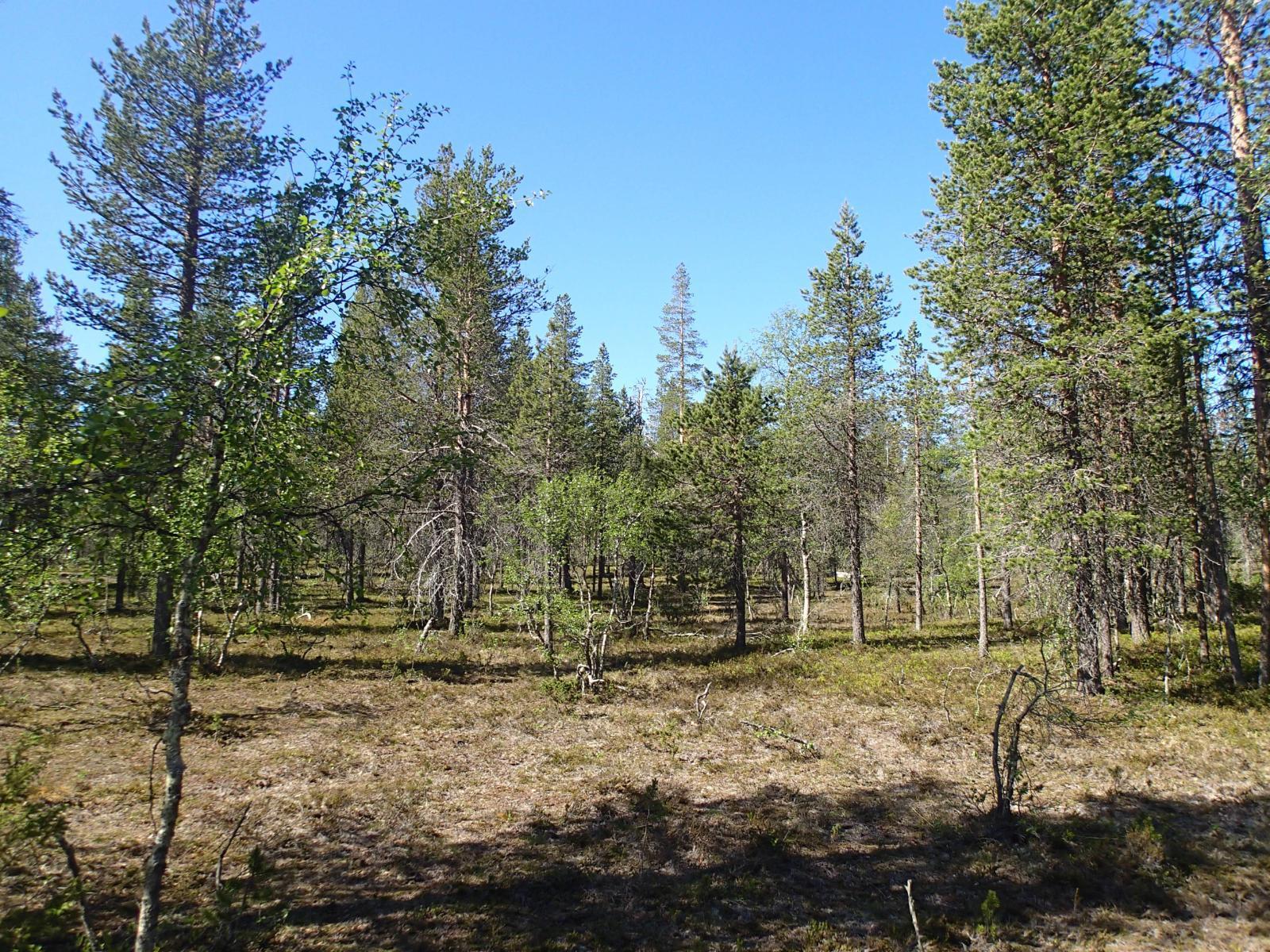 Aurinko paistaa avaralle mäntykankaalle, jolla kasvaa myös koivuja.