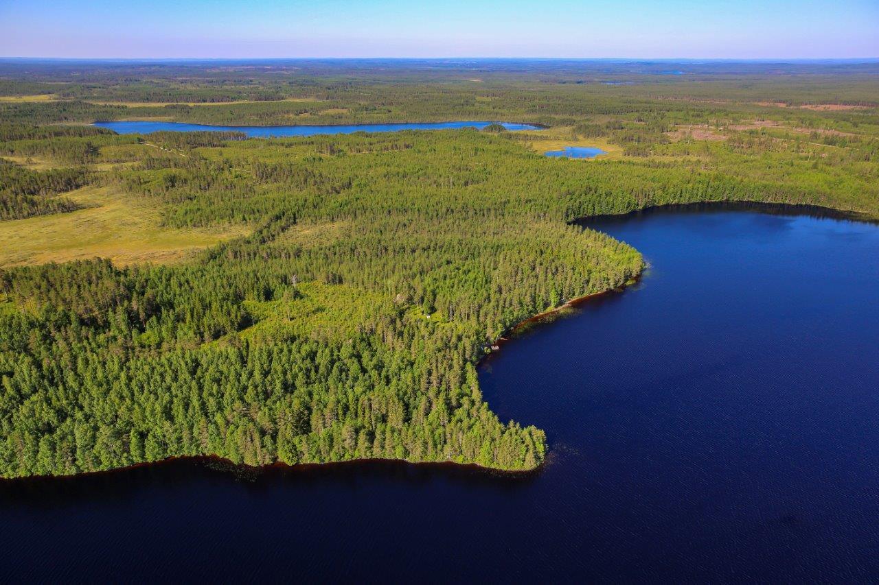 Auringossa kylpevää sekametsää järven rannalla, taustalla soita ja järviä.