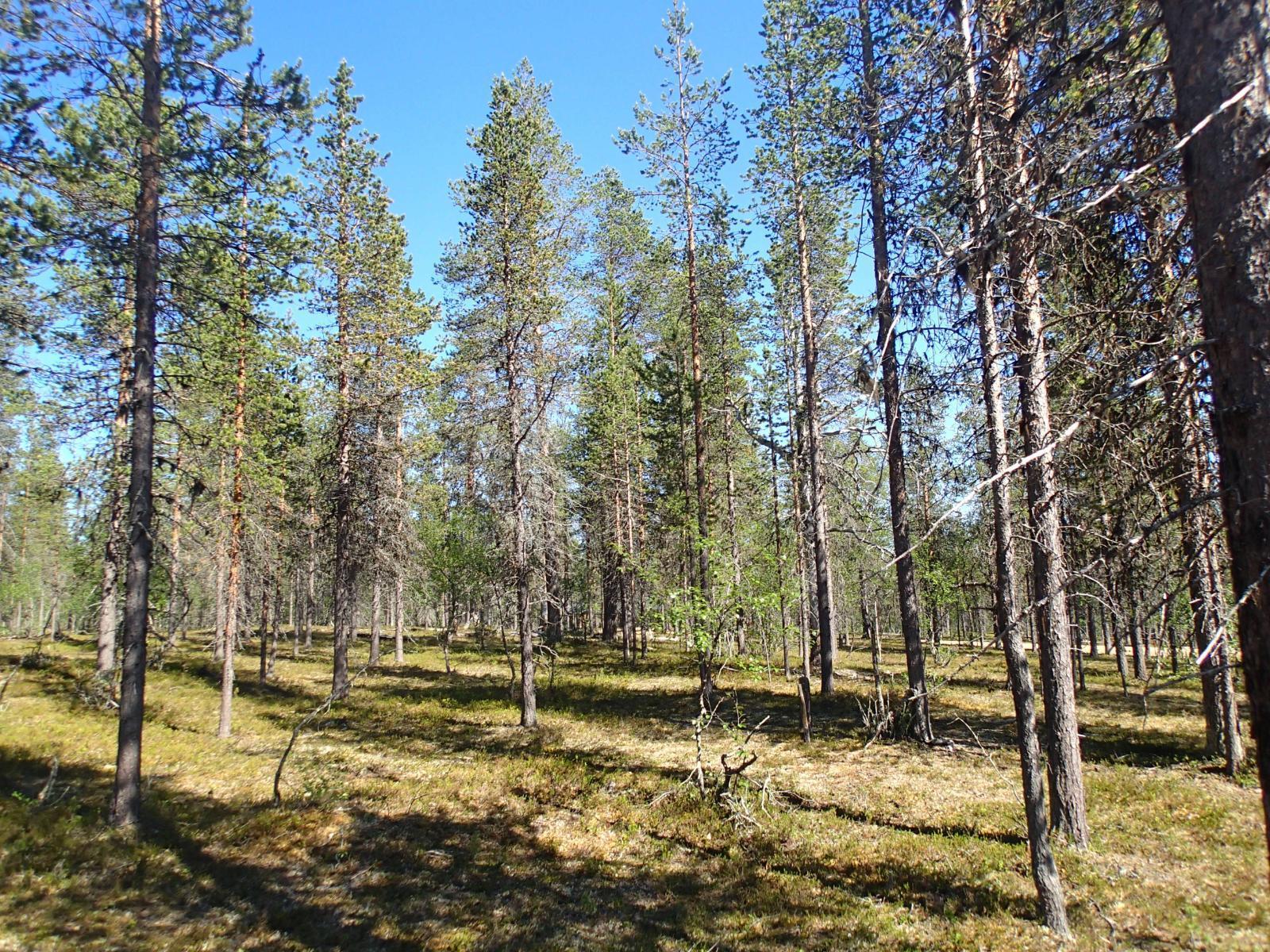 Aurinko paistaa avaraan mäntymetsään ja luo puiden varjoja maahan. Taustalla pilkottaa tie.