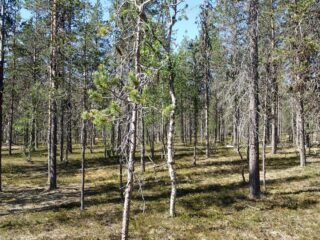 Aurinko paistaa mäntykankaalle, jolla kasvaa myös koivuja.