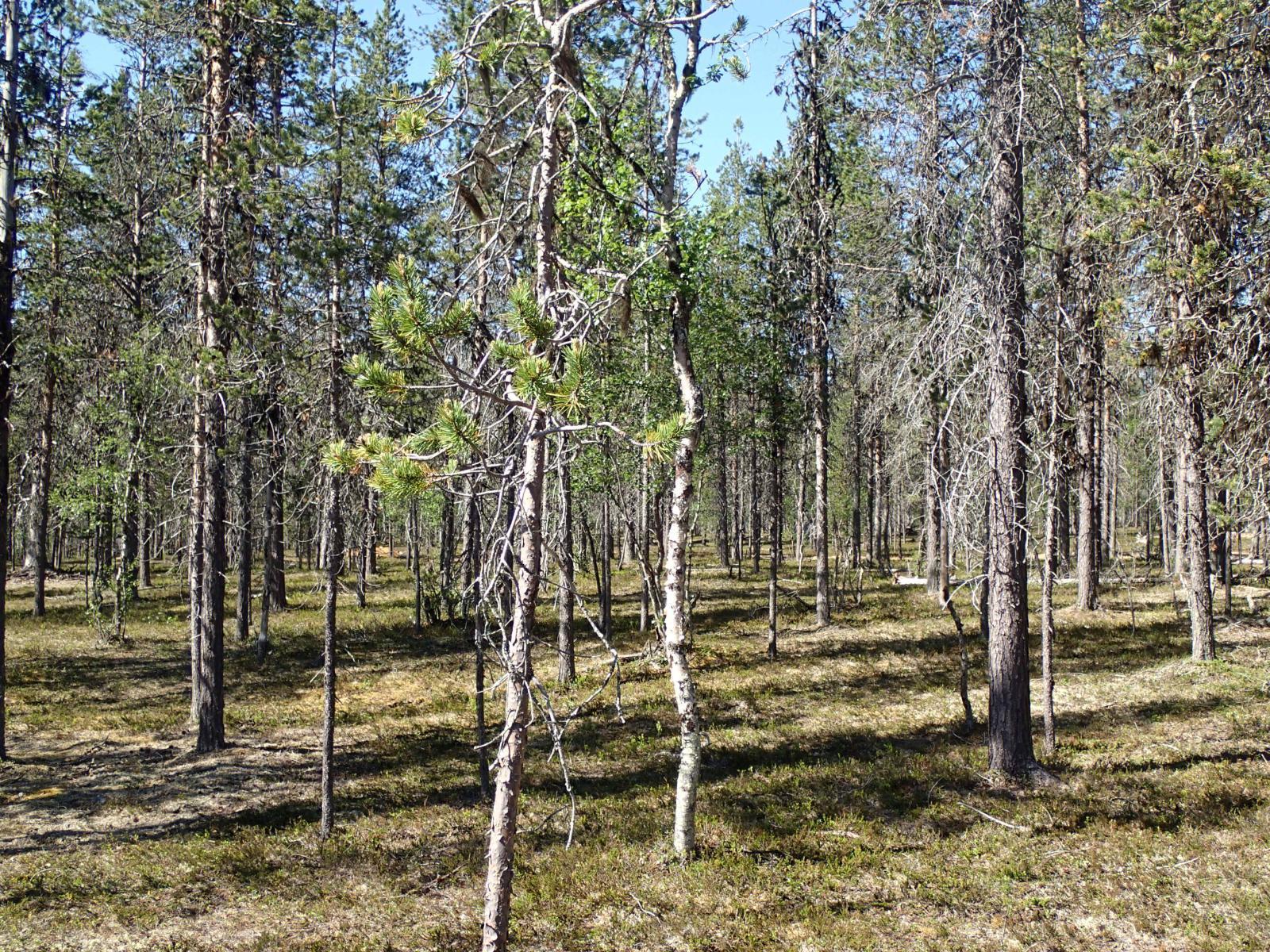 Aurinko paistaa mäntykankaalle, jolla kasvaa myös koivuja.