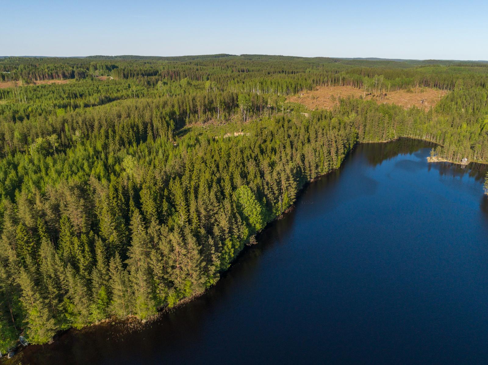 Ilmakuvaa järveltä tontille päin. Rannalla kasvaa paljon kuusia, hakkuuaukko näkyy metsässä.