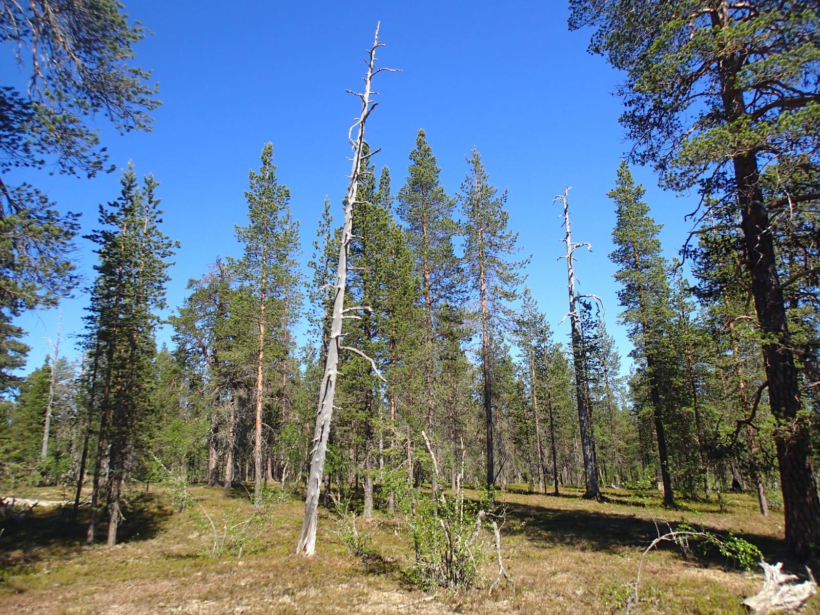 Aurinko paistaa kuivalle mäntykankaalle, jolla kasvaa myös koivuja. Keskellä on kaksi keloa.