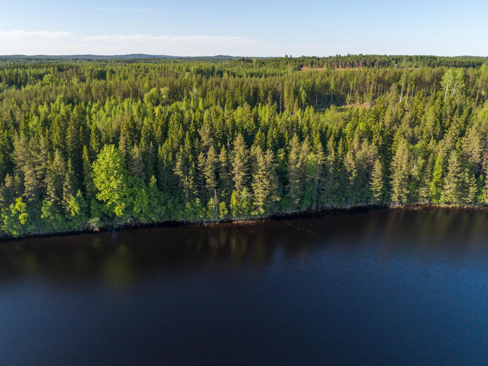 Ilmakuvaa järveltä tontille päin. Järvi on tummansininen, rannalla kasvaa paljon kuusia.