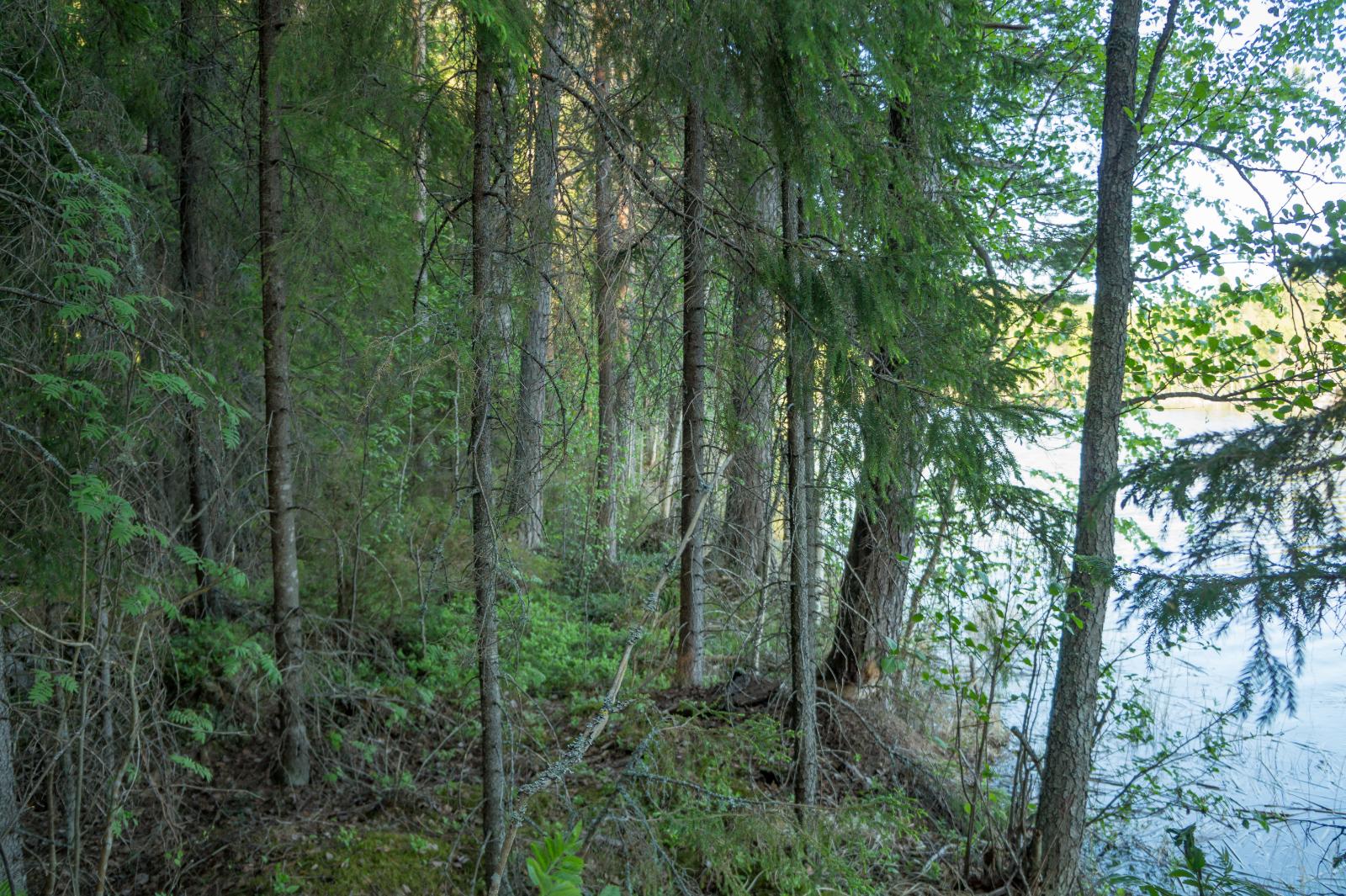 Rannan puustoa, nuoria kuusia, oikealla pilkottaa järvi.