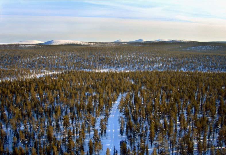 Tie kulkee lumipeitteisen, aurinkoisen metsän läpi. Horisontissa kohoaa tuntureita. Ilmakuva.