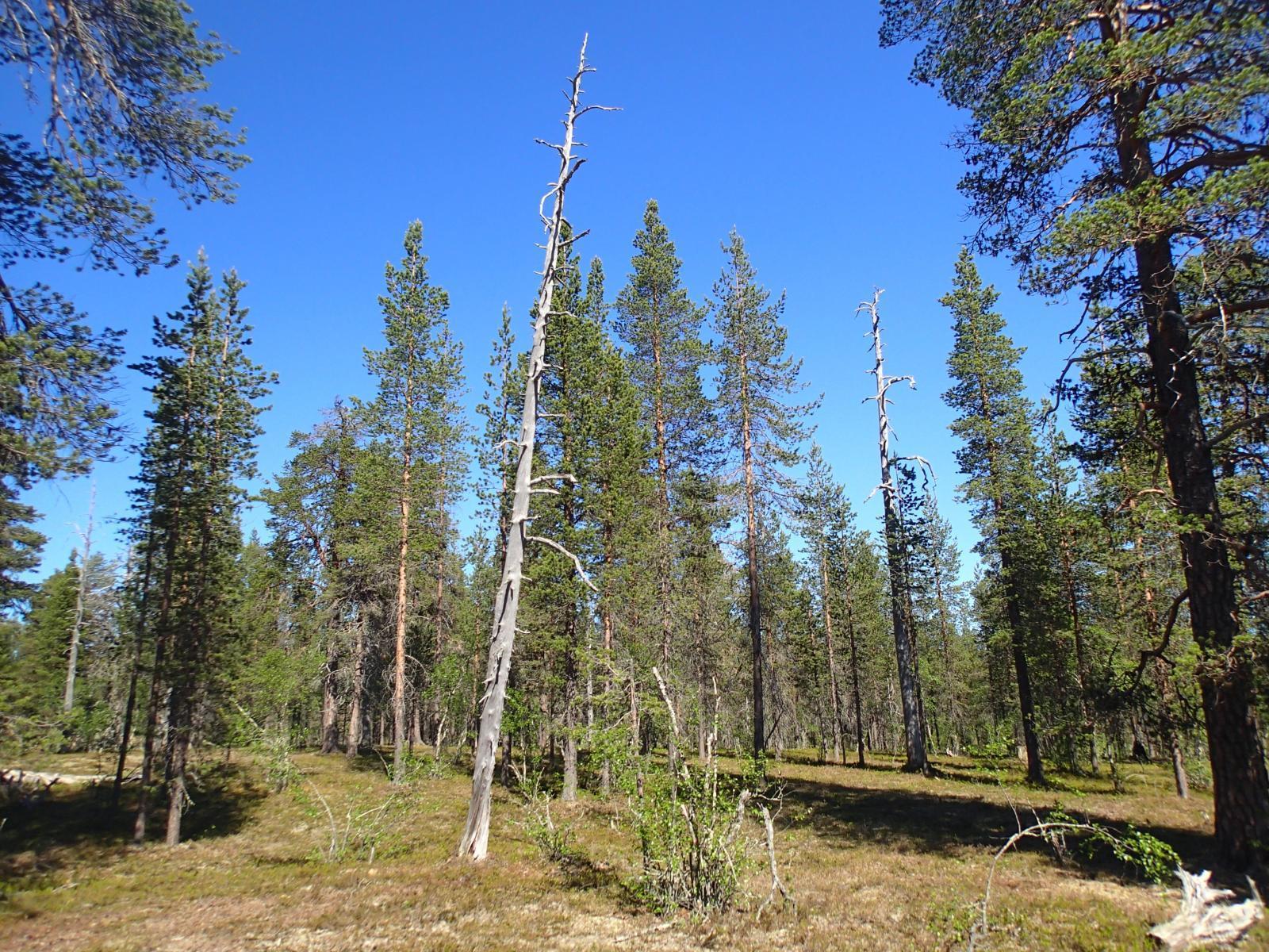 Aurinko paistaa avaraan mäntymetsään ja luo puiden varjoja maahan. Metsässä on myös keloja.