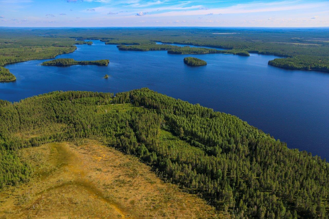 Etualalla suoaluetta ja sekametsää, taustalla auringossa kylpevä järvi.