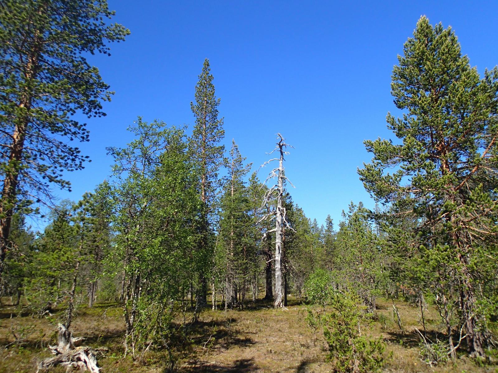 Aurinko paistaa kuivalle mäntykankaalle, jolla kasvaa myös koivuja. Keskellä on vanha kelo.