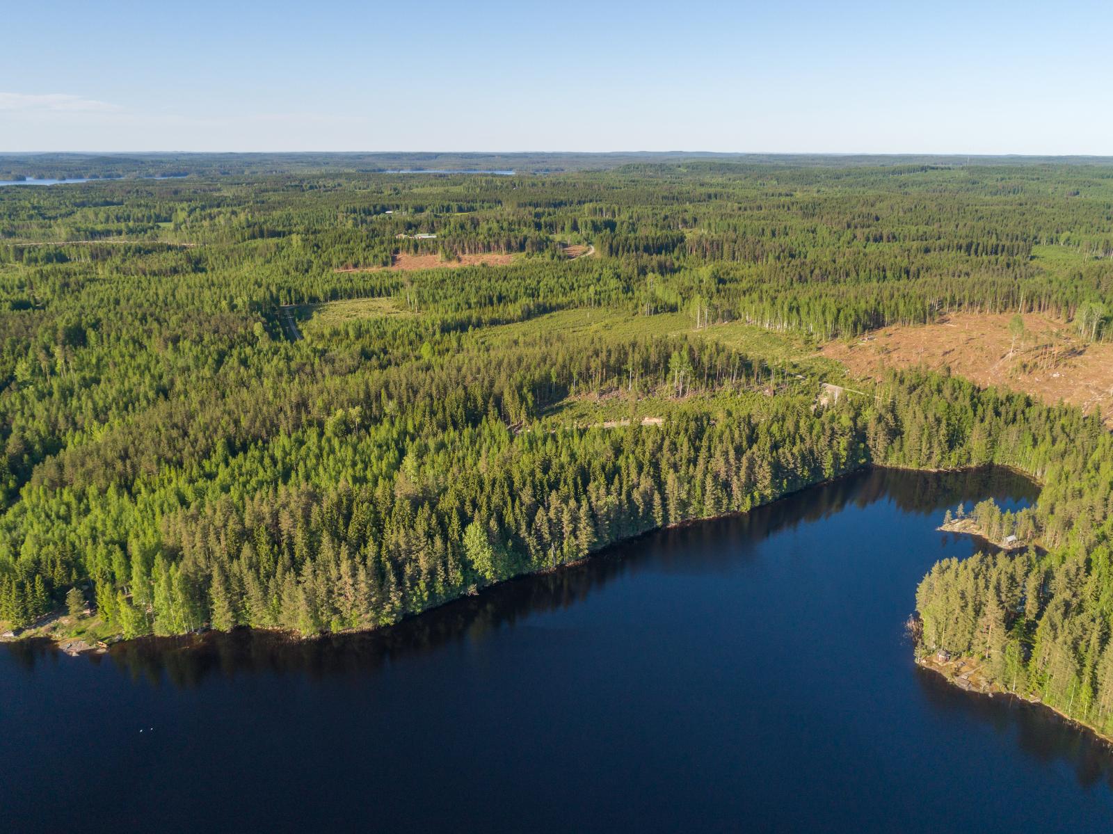 Ilmakuvaa järveltä tontille päin. Rannalla kasvaa paljon kuusia, hakkuuaukko näkyy metsässä.