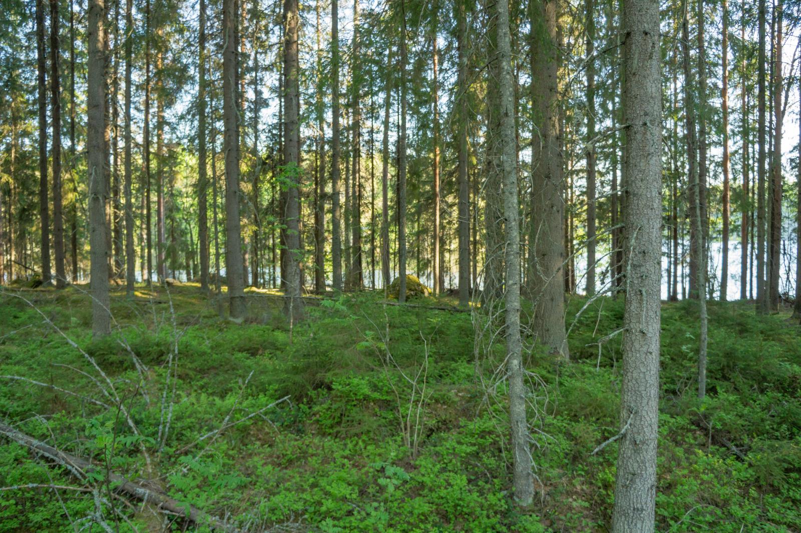 Rannalla kasvaa nuorta kuusikkoa, maassa kasvaa varpuja.