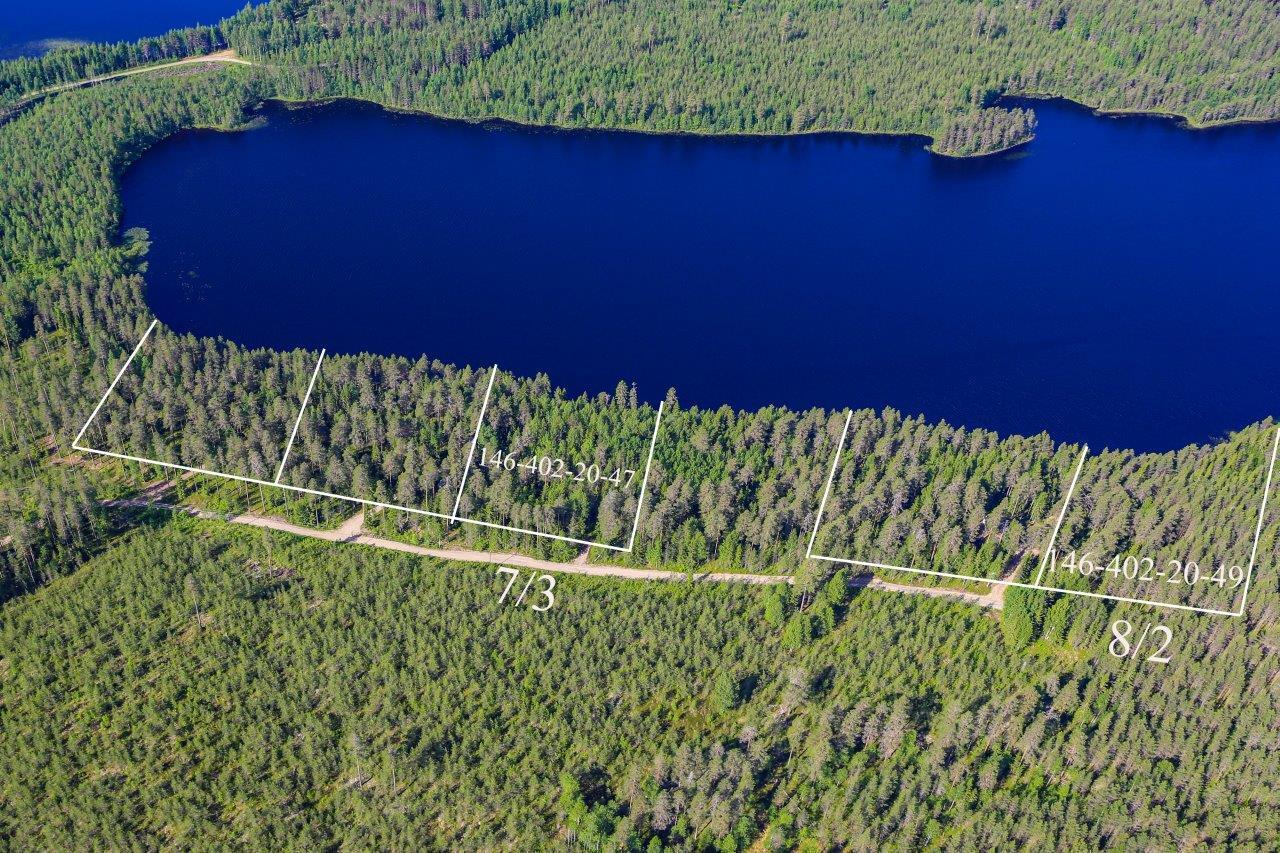 Auringossa kylpevä taimikko, taimikon takana mökkitie ja varttunut sekametsä, taustalla järvi.