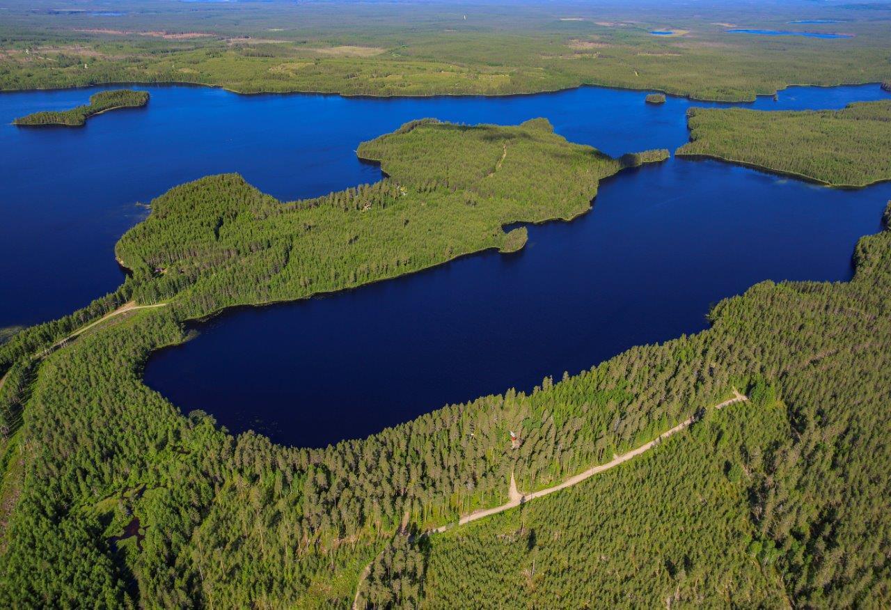 Auringossa kylpevä taimikko, taimikon takana mökkitie ja varttunut sekametsä, näkymä kauas järvelle.