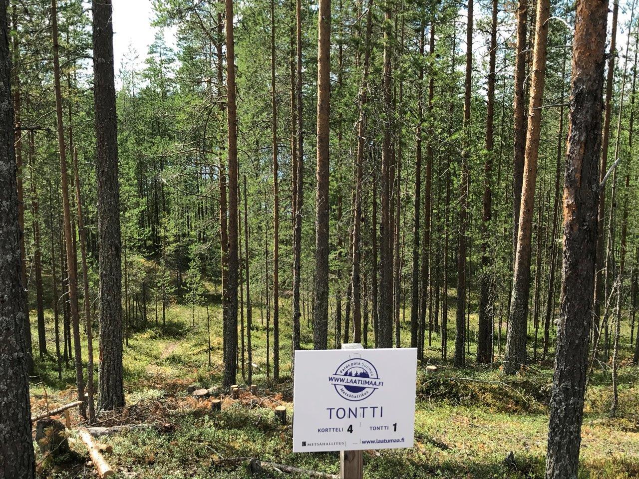 Rinteessä kasvavan mäntymetsän edustalla on Laatumaan tonttikyltti ja tienreuna.