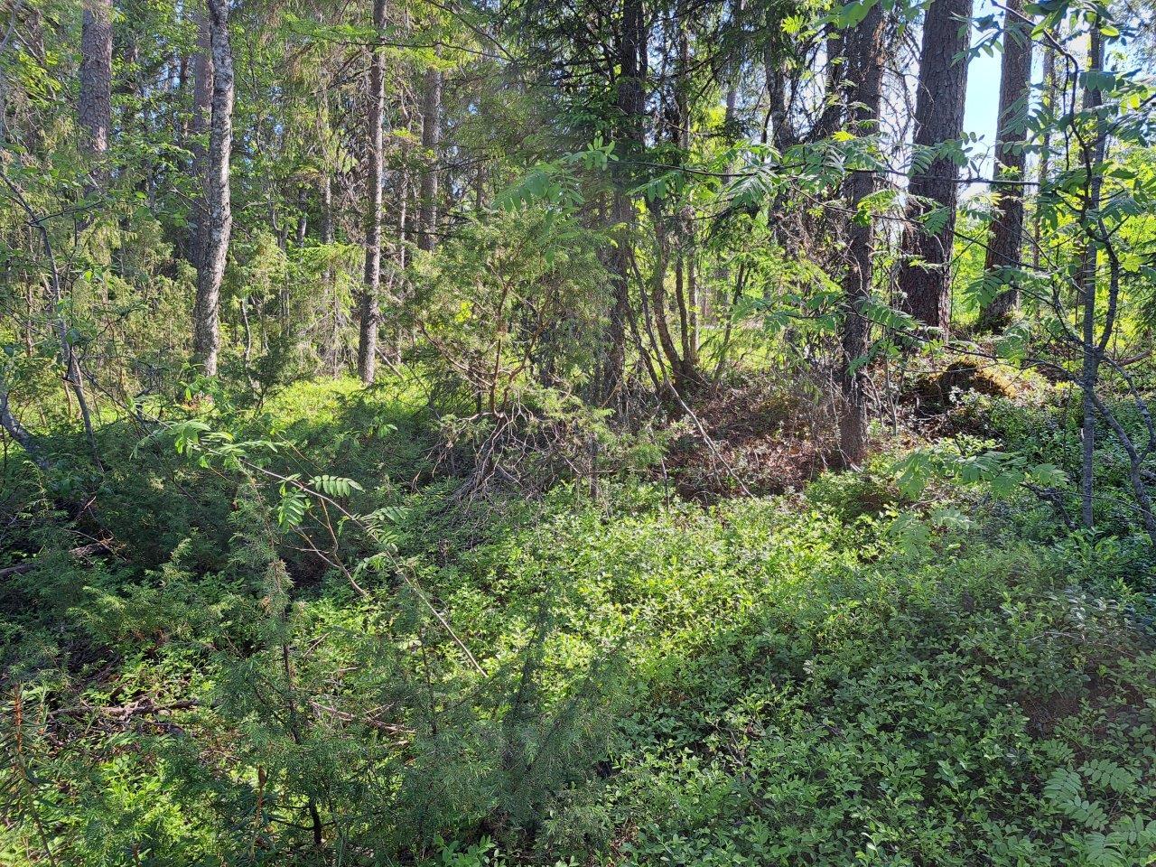 Aurinkoinen sekametsä, mustikan ja puolukan varpuja maassa.