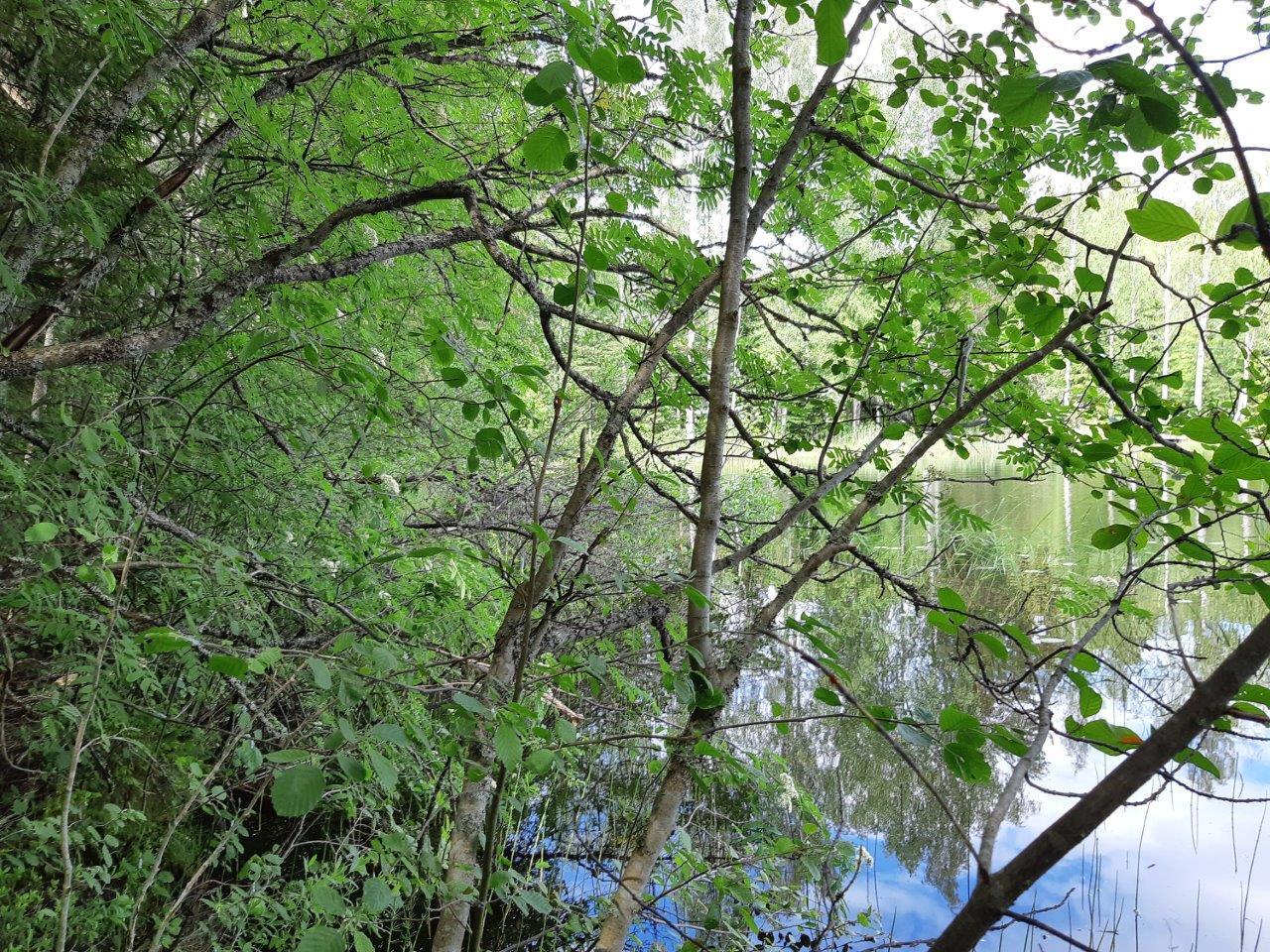 Rantapajukon ja leppien välistä pilkistää järveä.