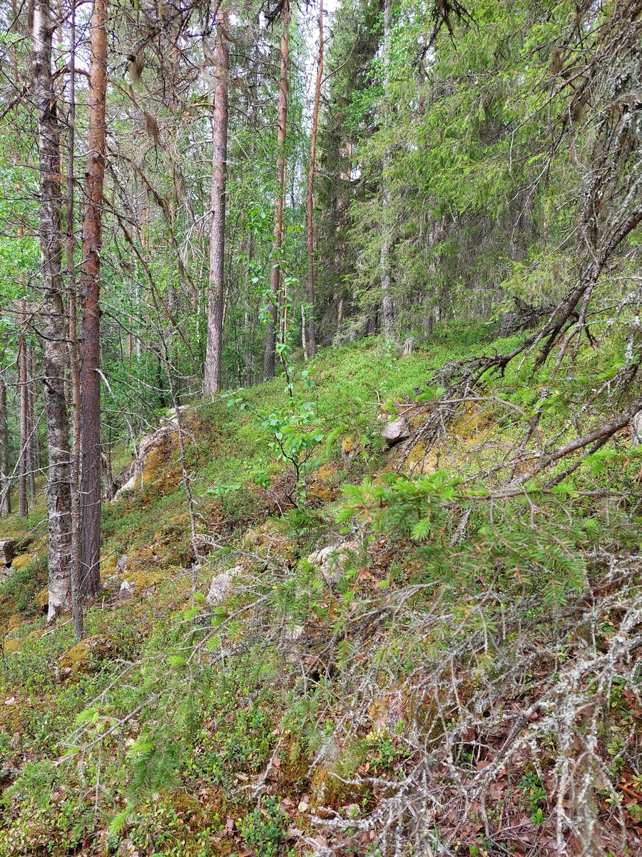 Rannalta päin tontille