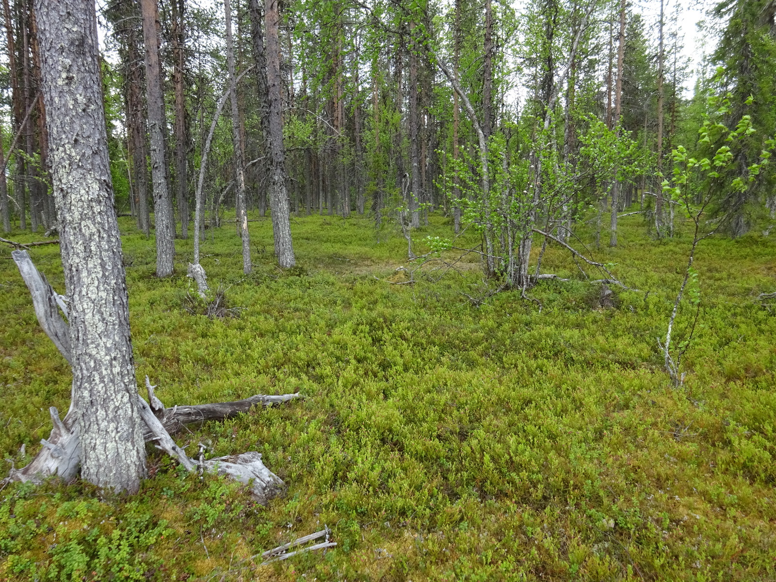 Kuva tontin maapohjasta / puustosta.