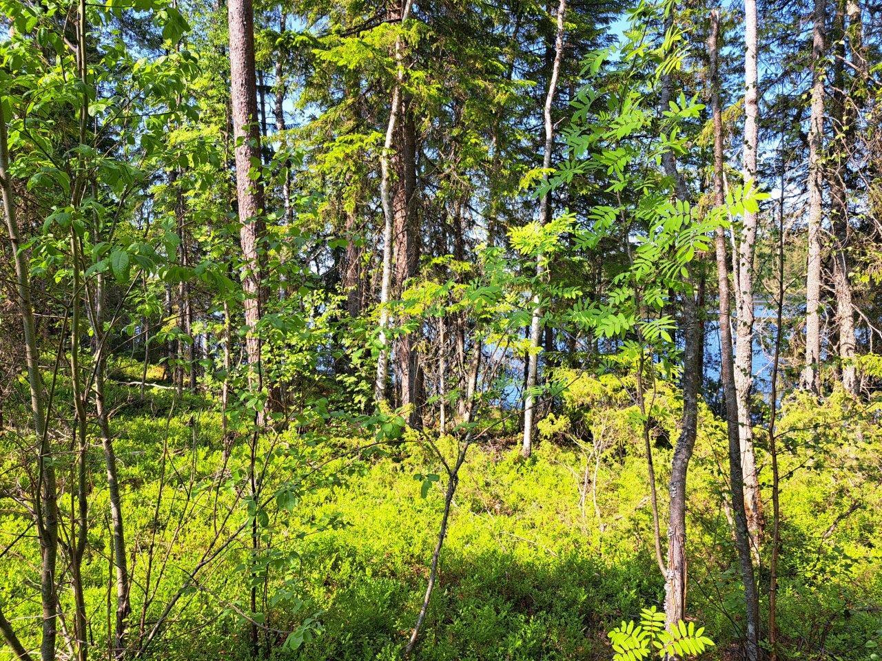 Mättäät ja pihlajat hehkuvat vihreinä metsässä, takana pilkistää järvi.