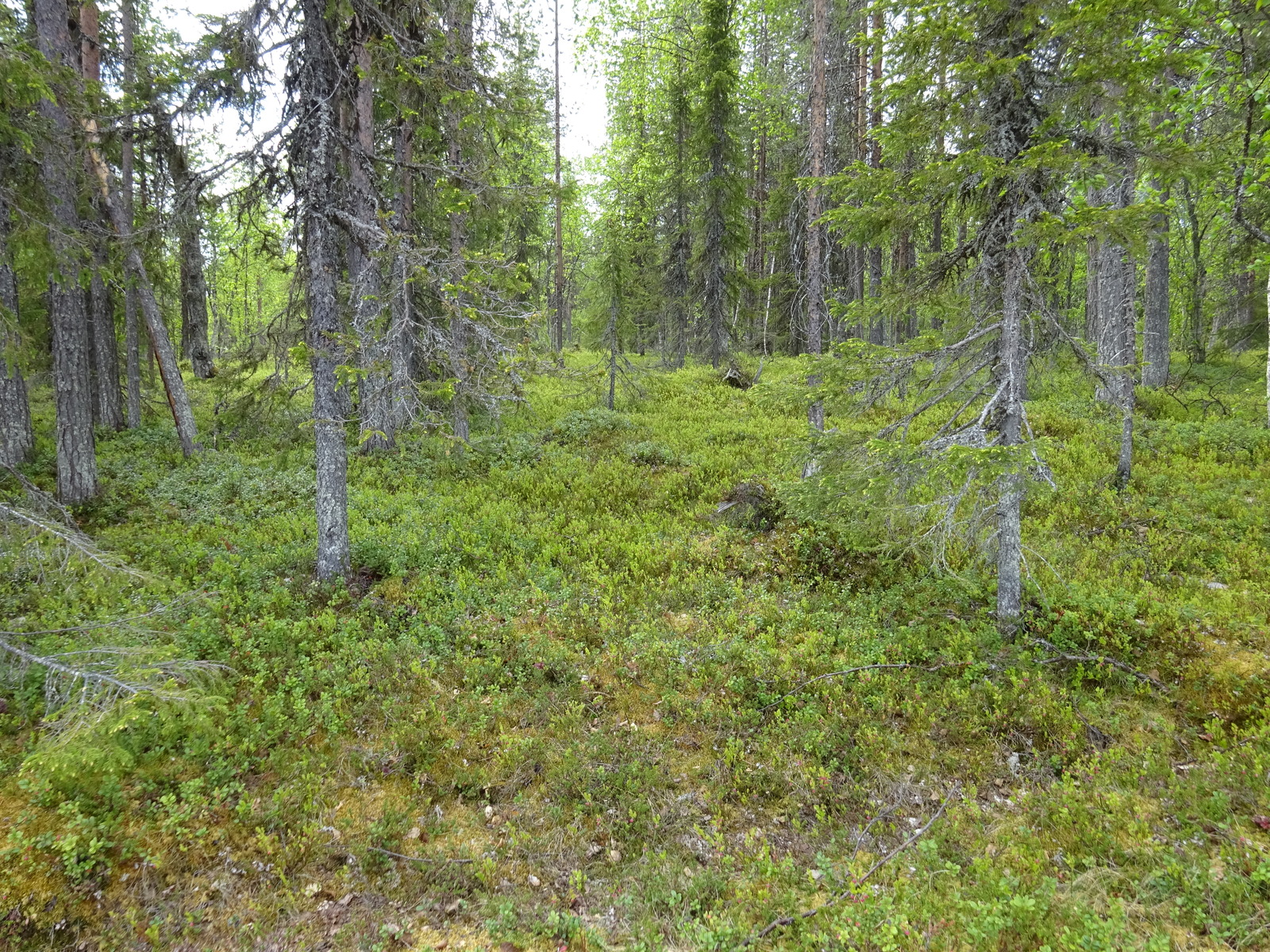 Kuva tontin maapohjasta ja puustosta.