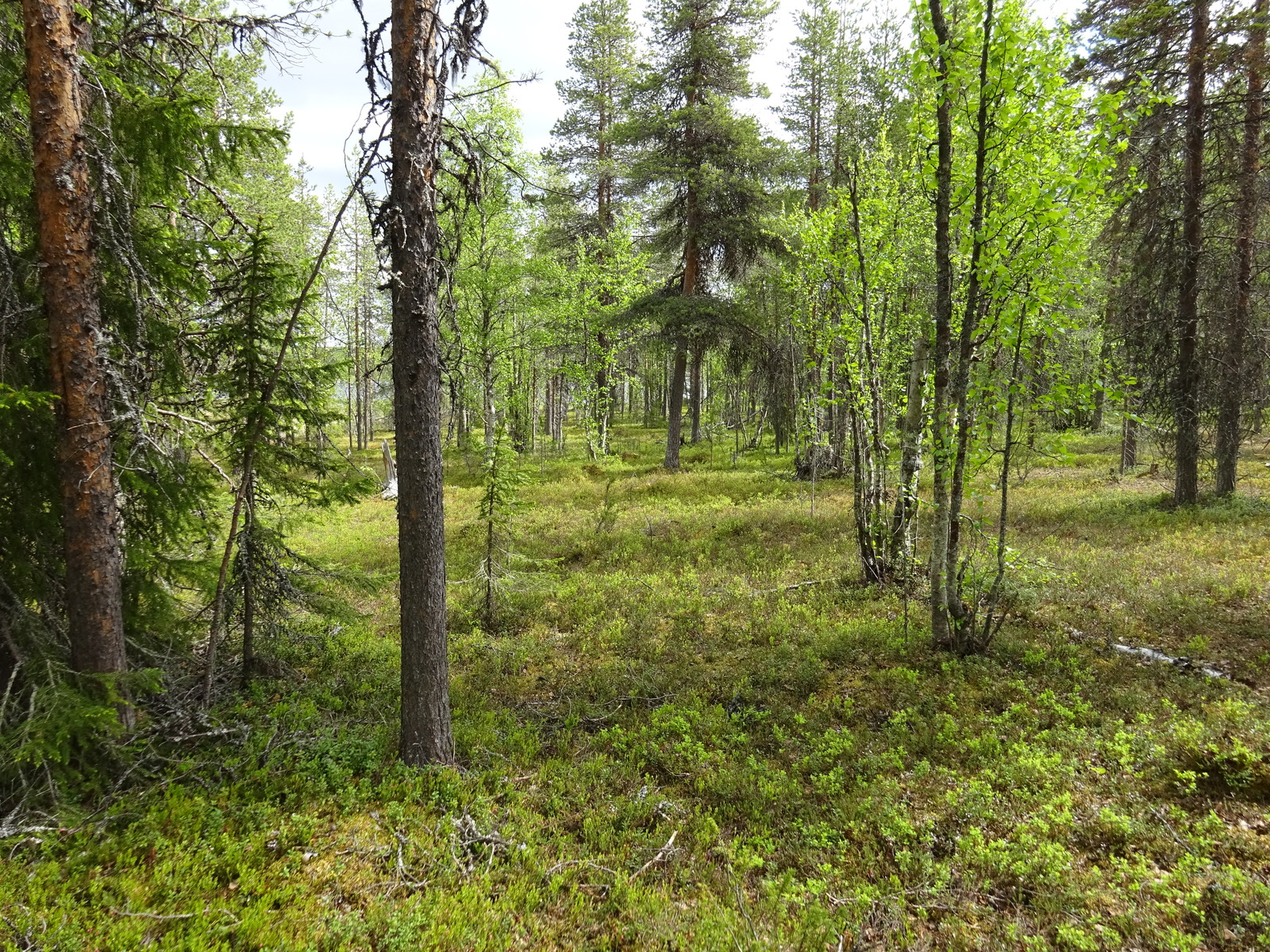 Kuva tontin maapohjasta / puustosta.