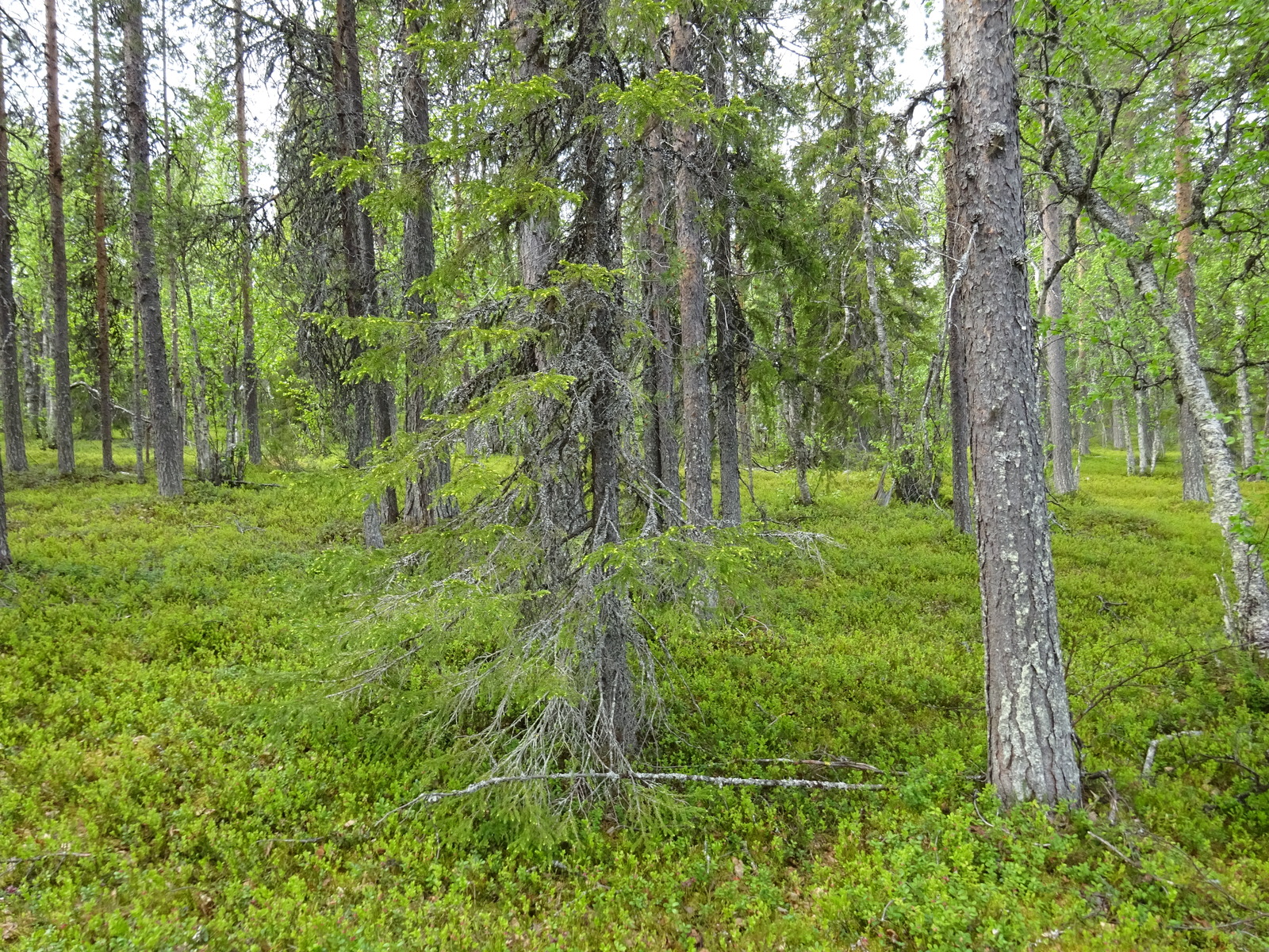 Kuva tontin maapohjasta ja puustosta.