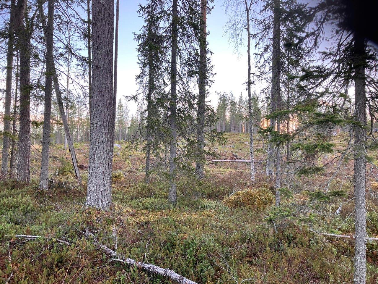 Metsäkangasta