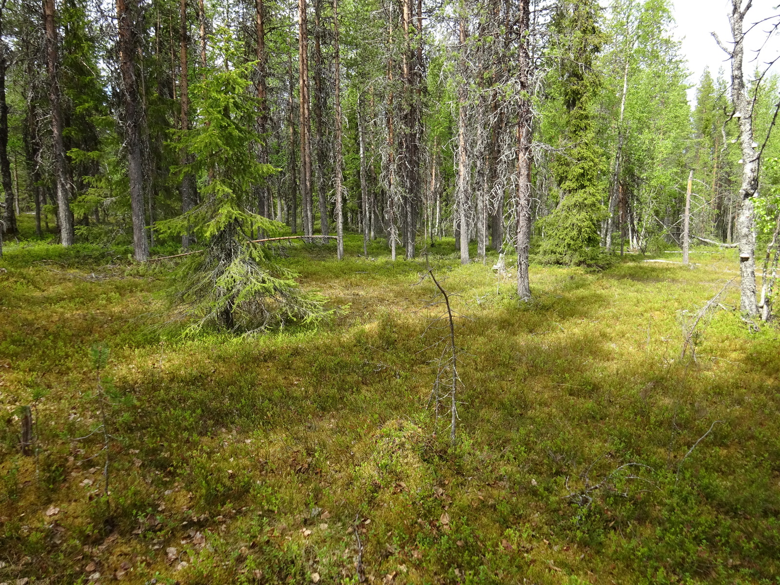 Kuva tontin maapohjasta sekä puustosta.