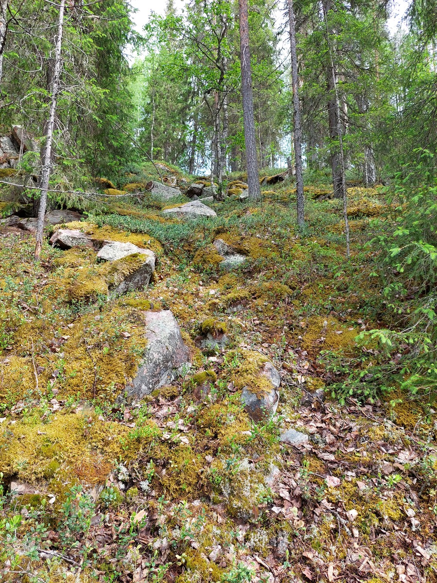 Rannalta tontille päin otettu kuva