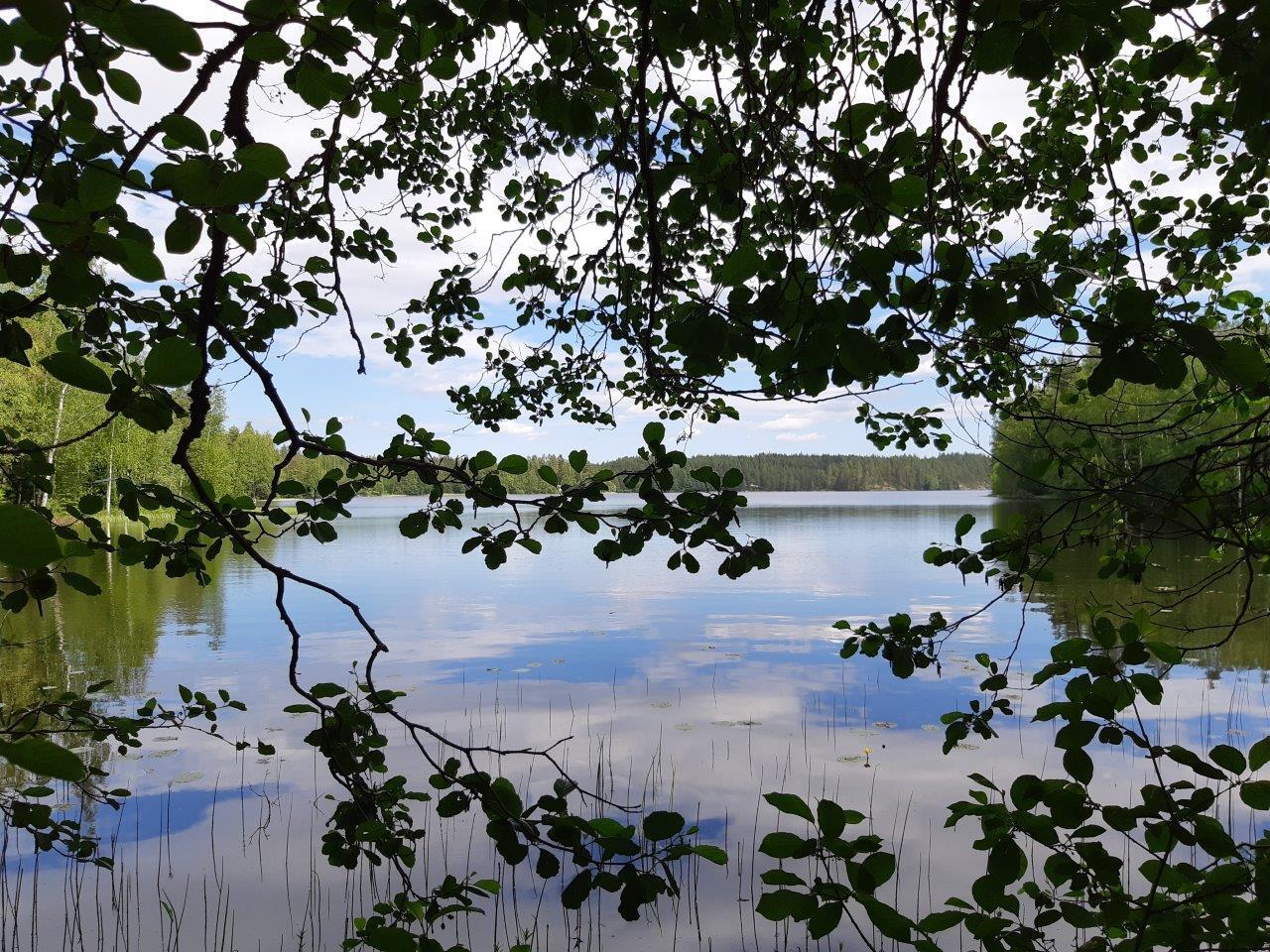 Maisema järvelle missä lepän oksia ja kirkasta vettä.