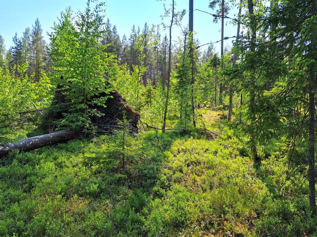 Mättäät ja pihlajat hehkuvat vihreinä metsässä. Puu on kaatunut juurineen.