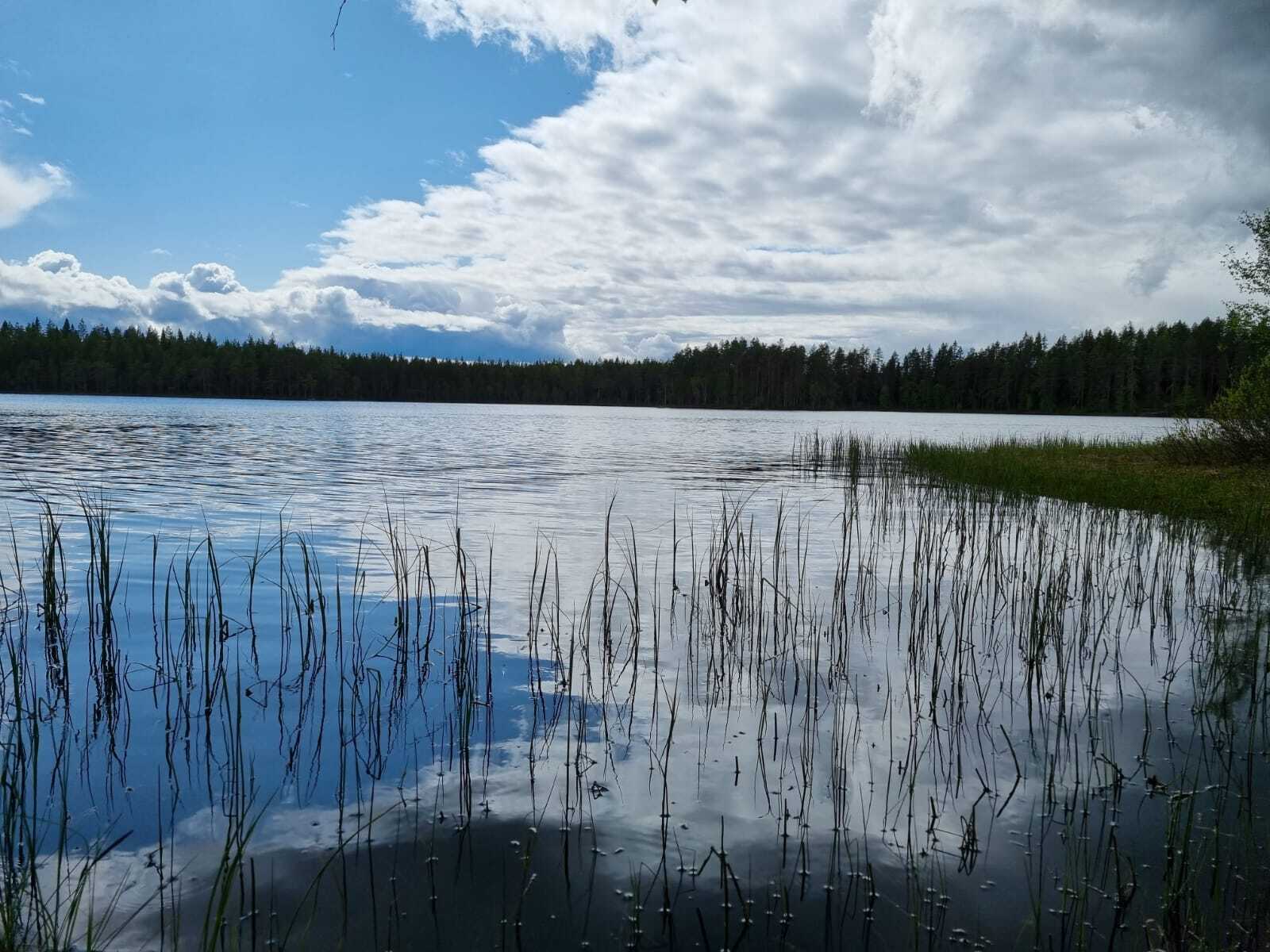 Sinen taivas jossa iso valkoinen pilvi, rannassa kasvaa kaislikkoa.