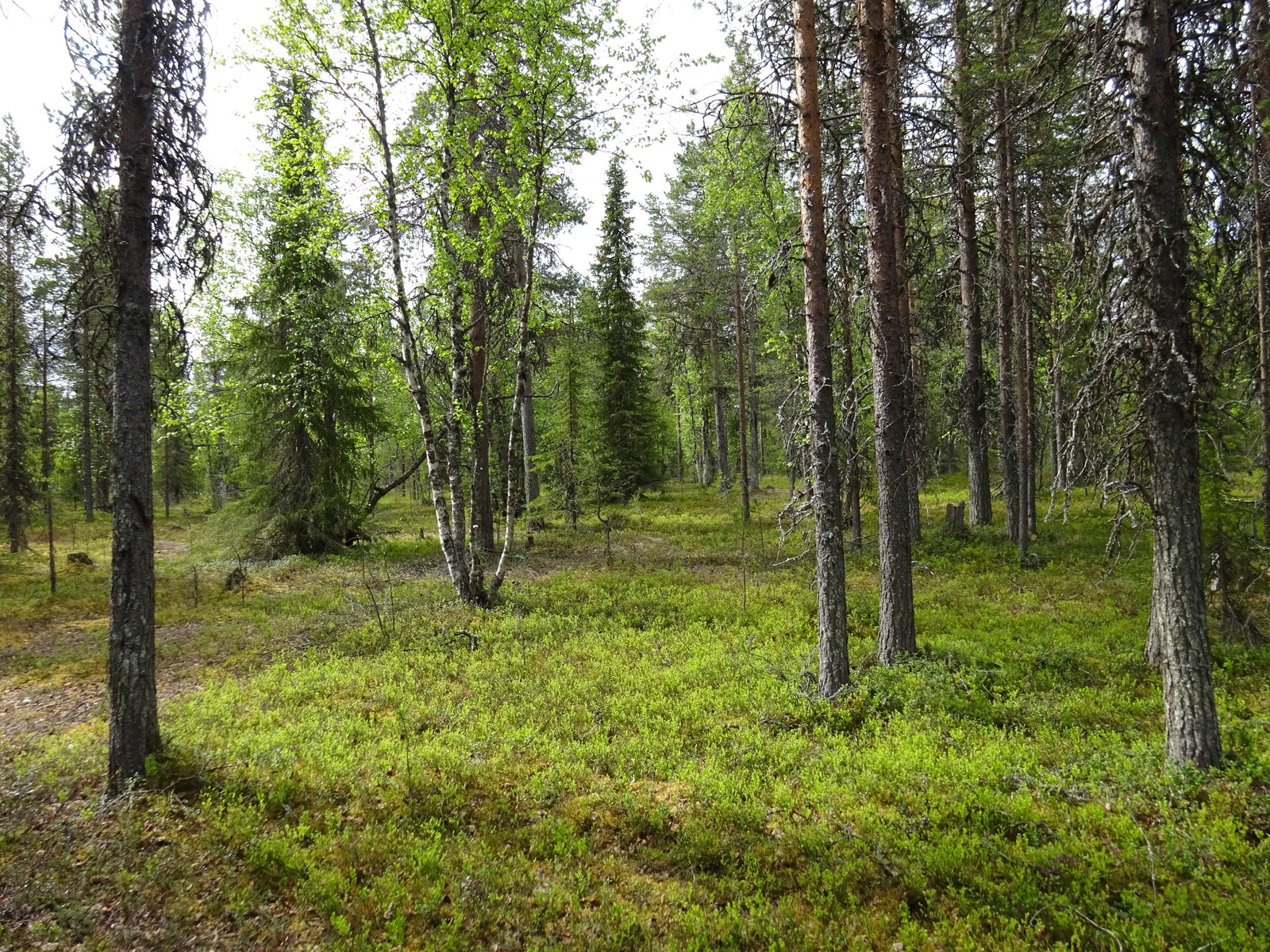 Kuva tontin maapohjasta sekä puustosta.