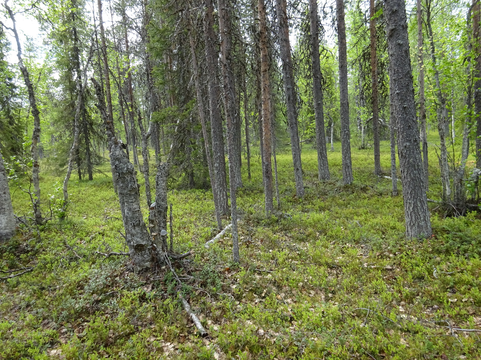 Kuva tontin maapohjasta ja puustosta.