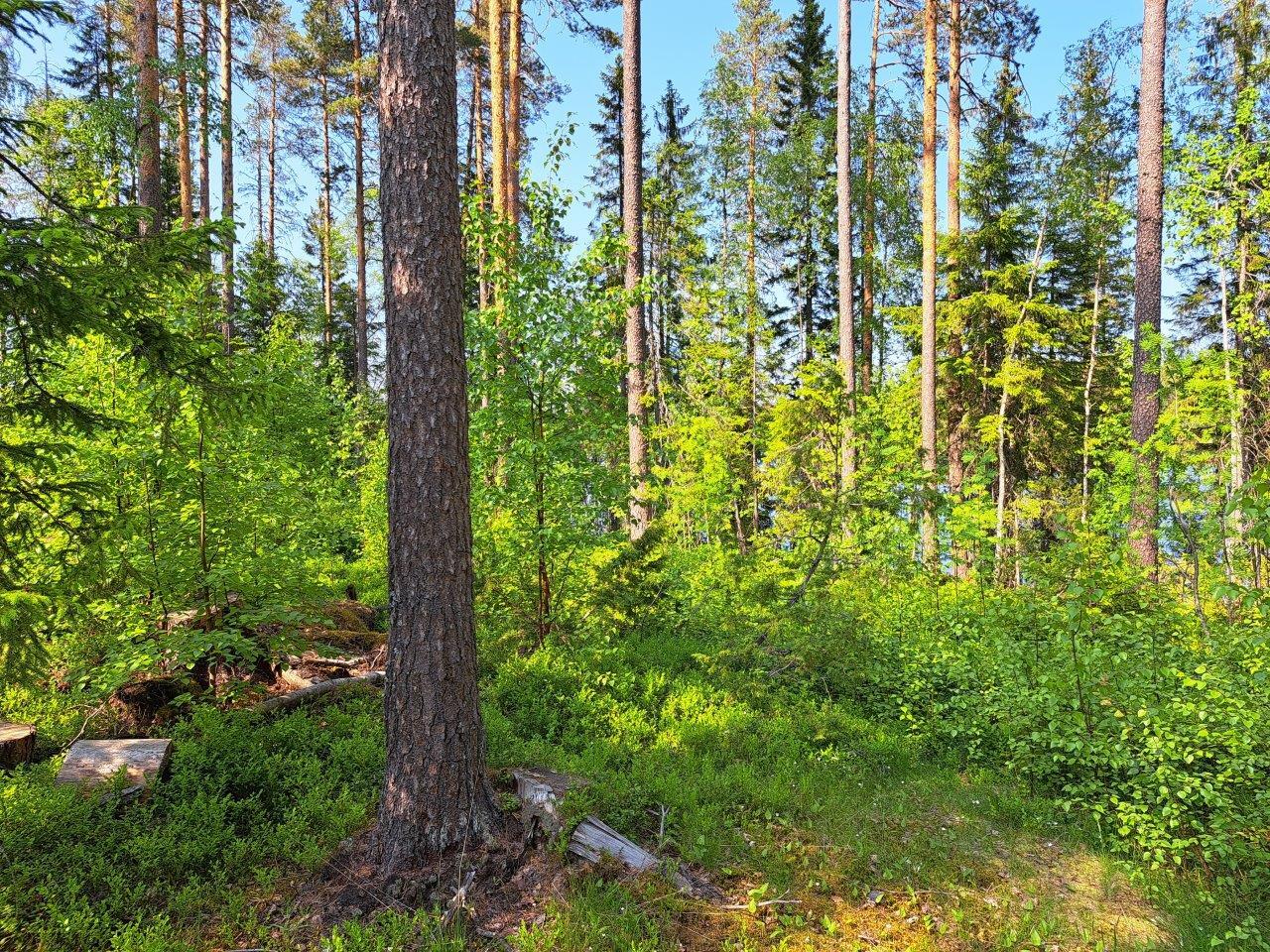 Mättäät ja pihlajat hehkuvat vihreinä metsässä. Mänty etualalla.