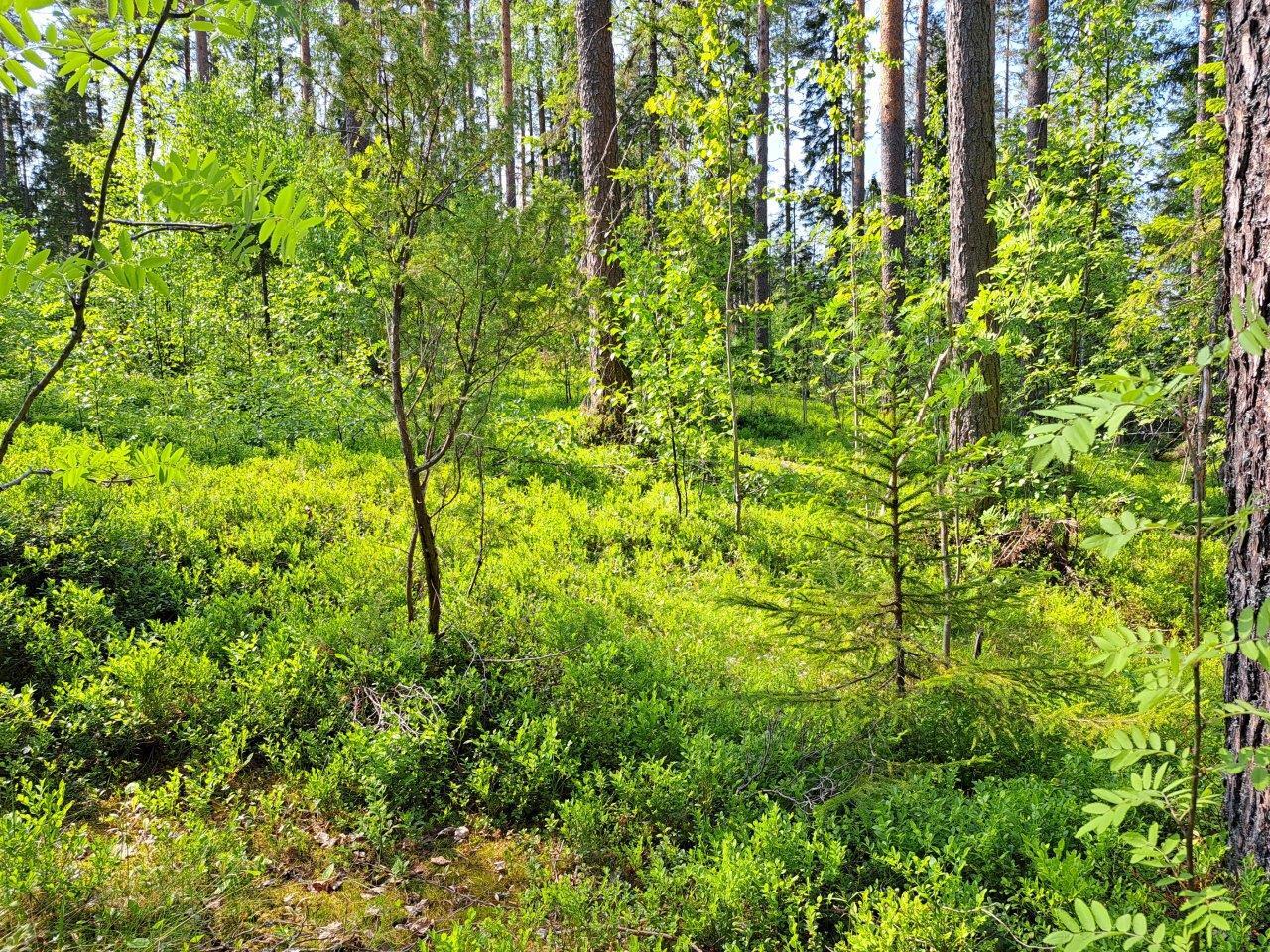 Mättäät ja pihlajat hehkuvat vihreinä metsässä.