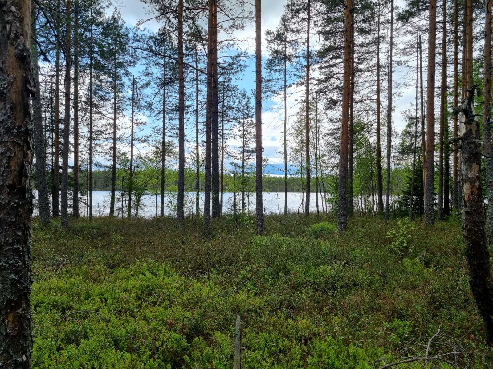 Mäntykankaan takana pilkistää järvi.