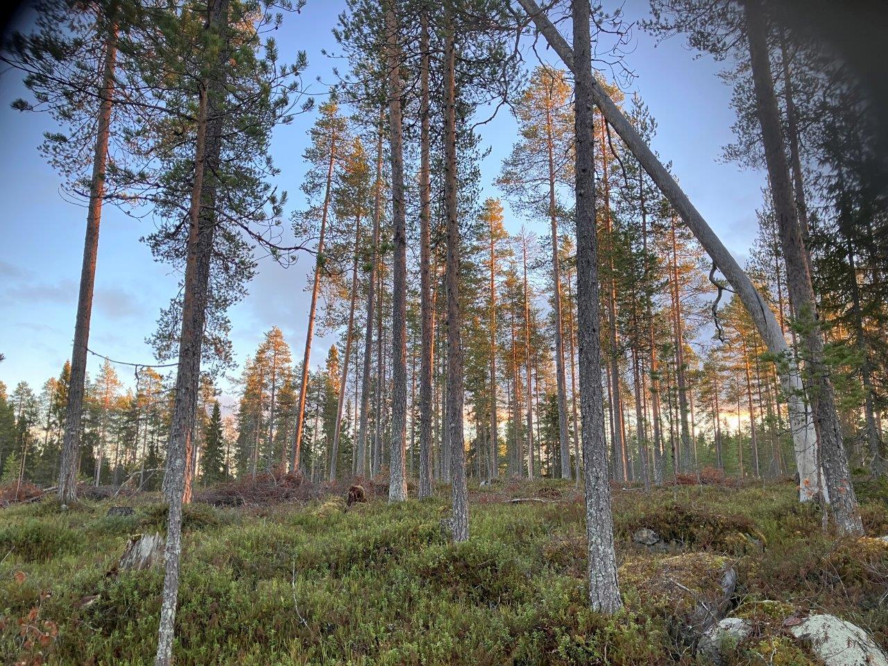 Kangasmaisemaa