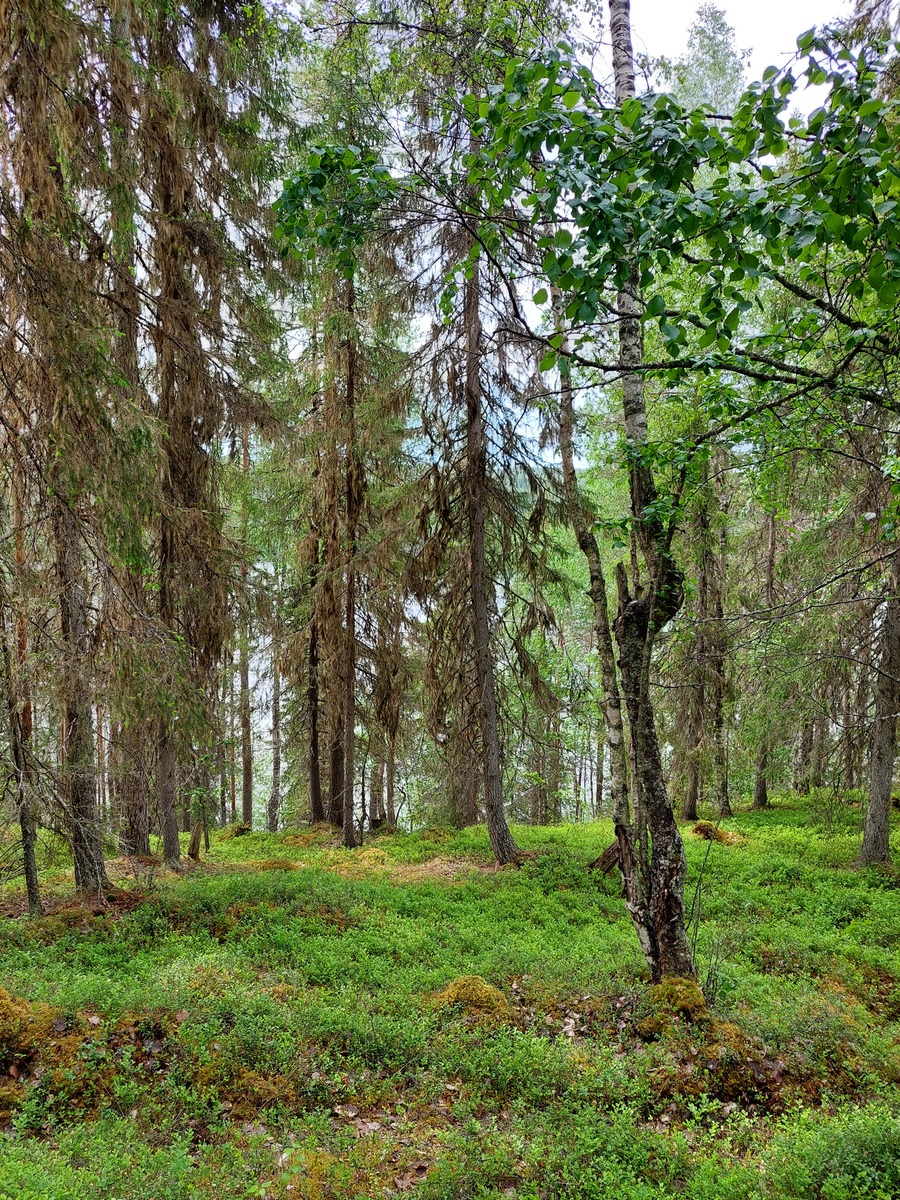 Tontin sisältä kuvaa