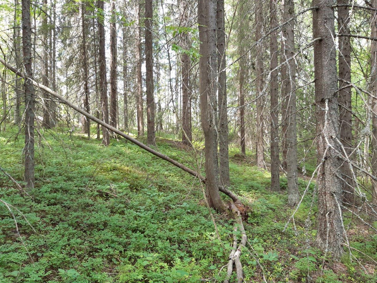 Kuusia ja kaatunut puu aurinkoisessa metsässä.