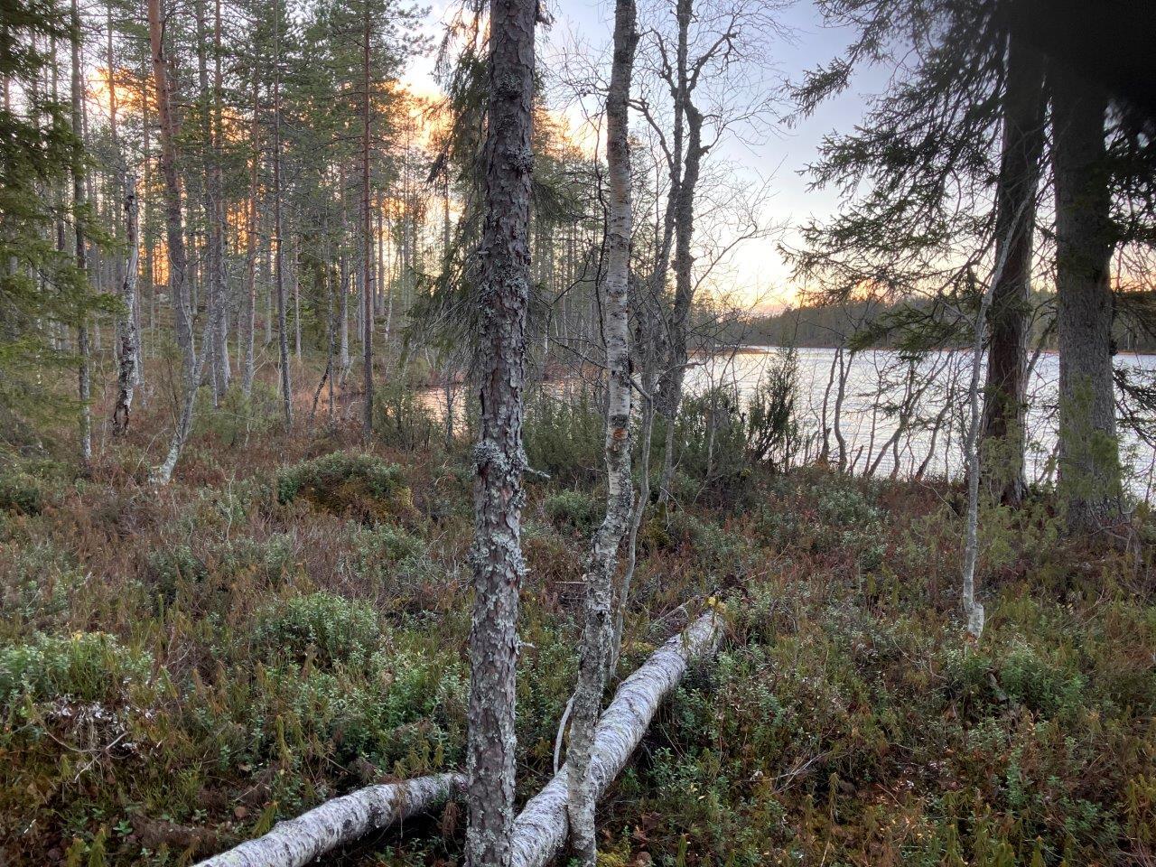 Järvimaisemaa