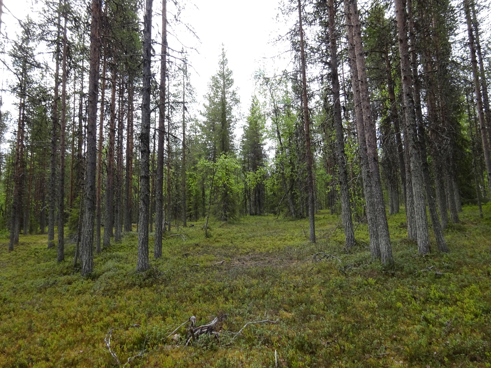 Kuva tontin maapohjasta sekä puustosta.