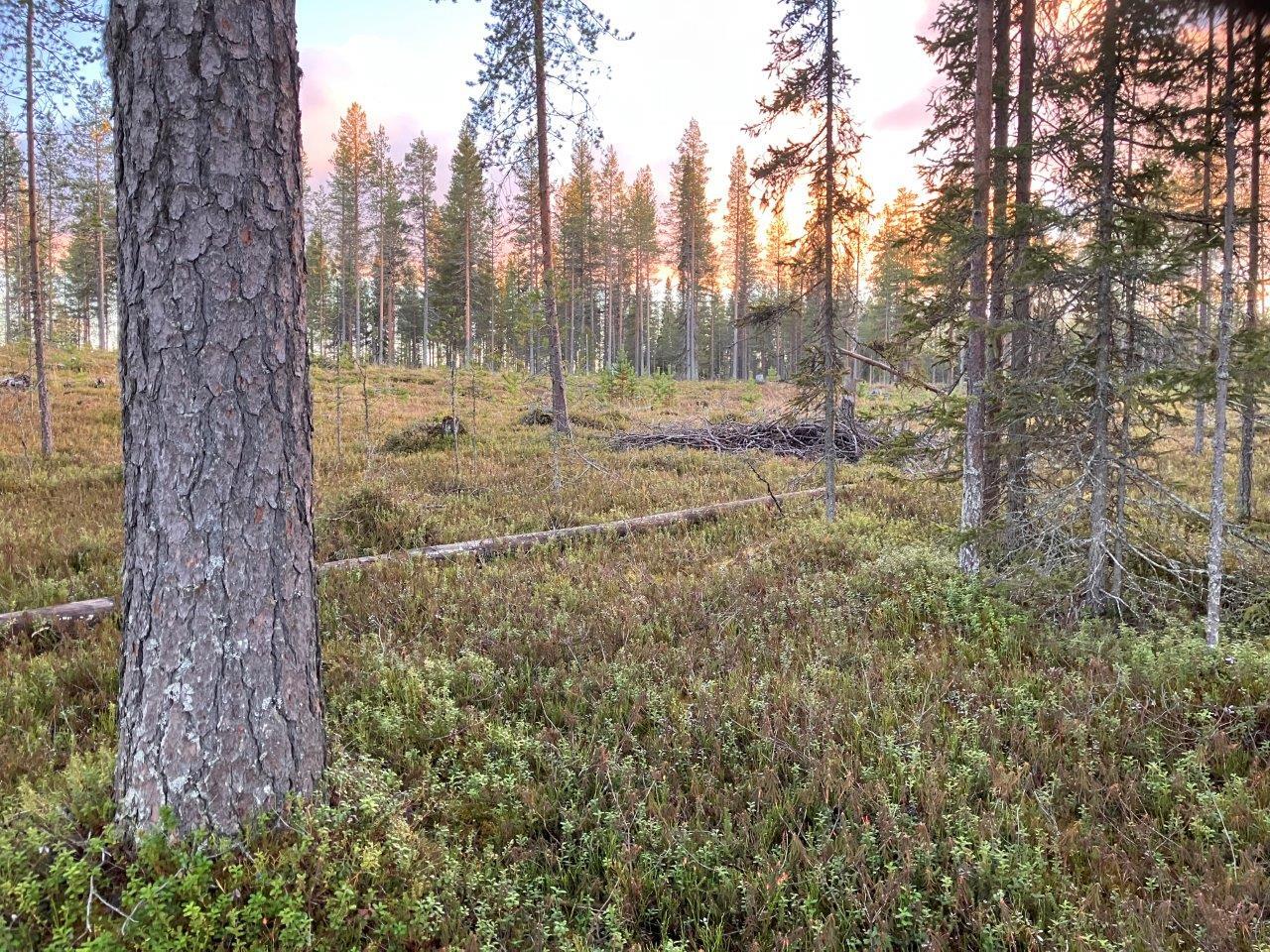 Metsäkangasta