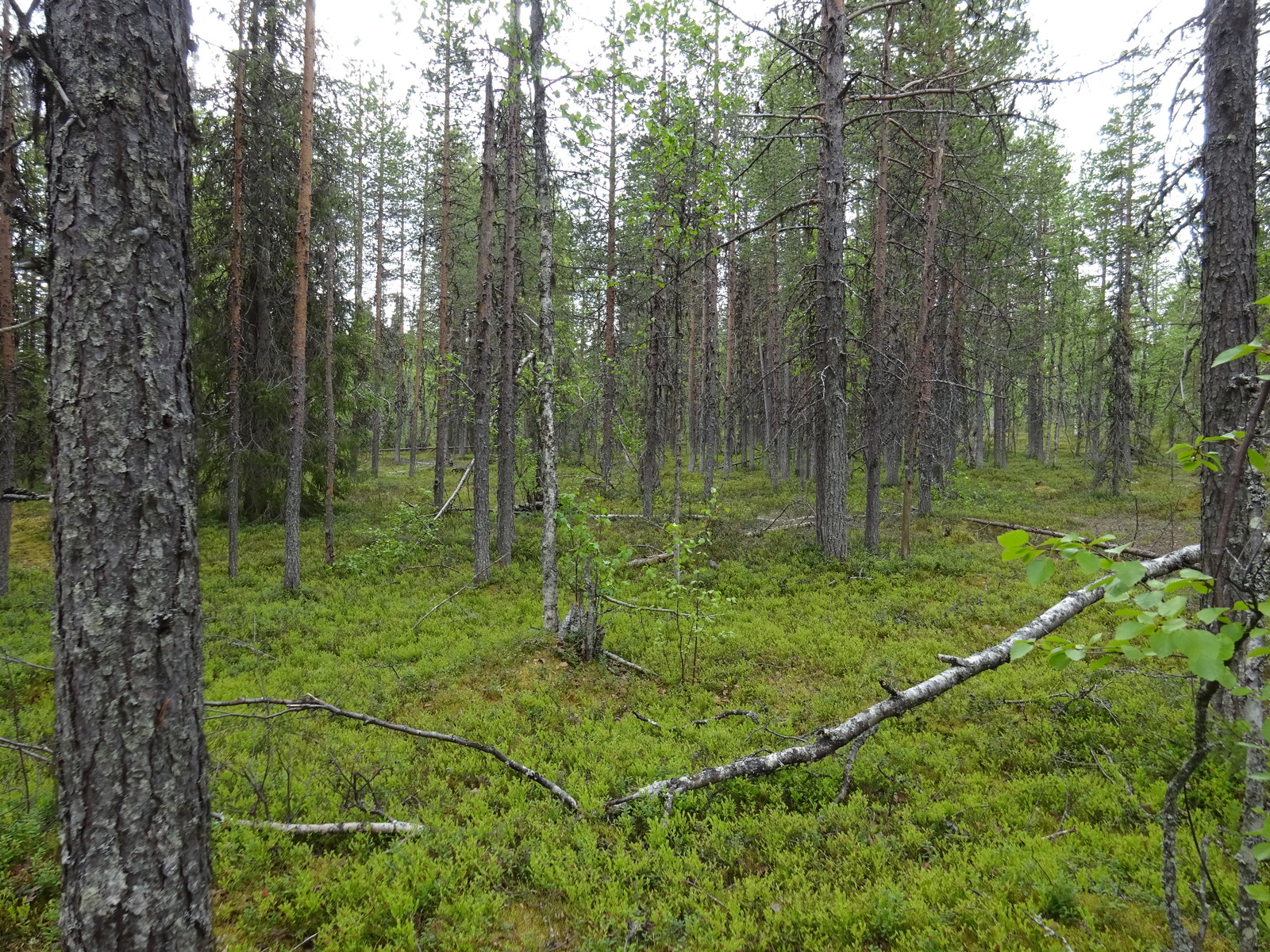 Kuva tontin maapohjasta / puustosta.